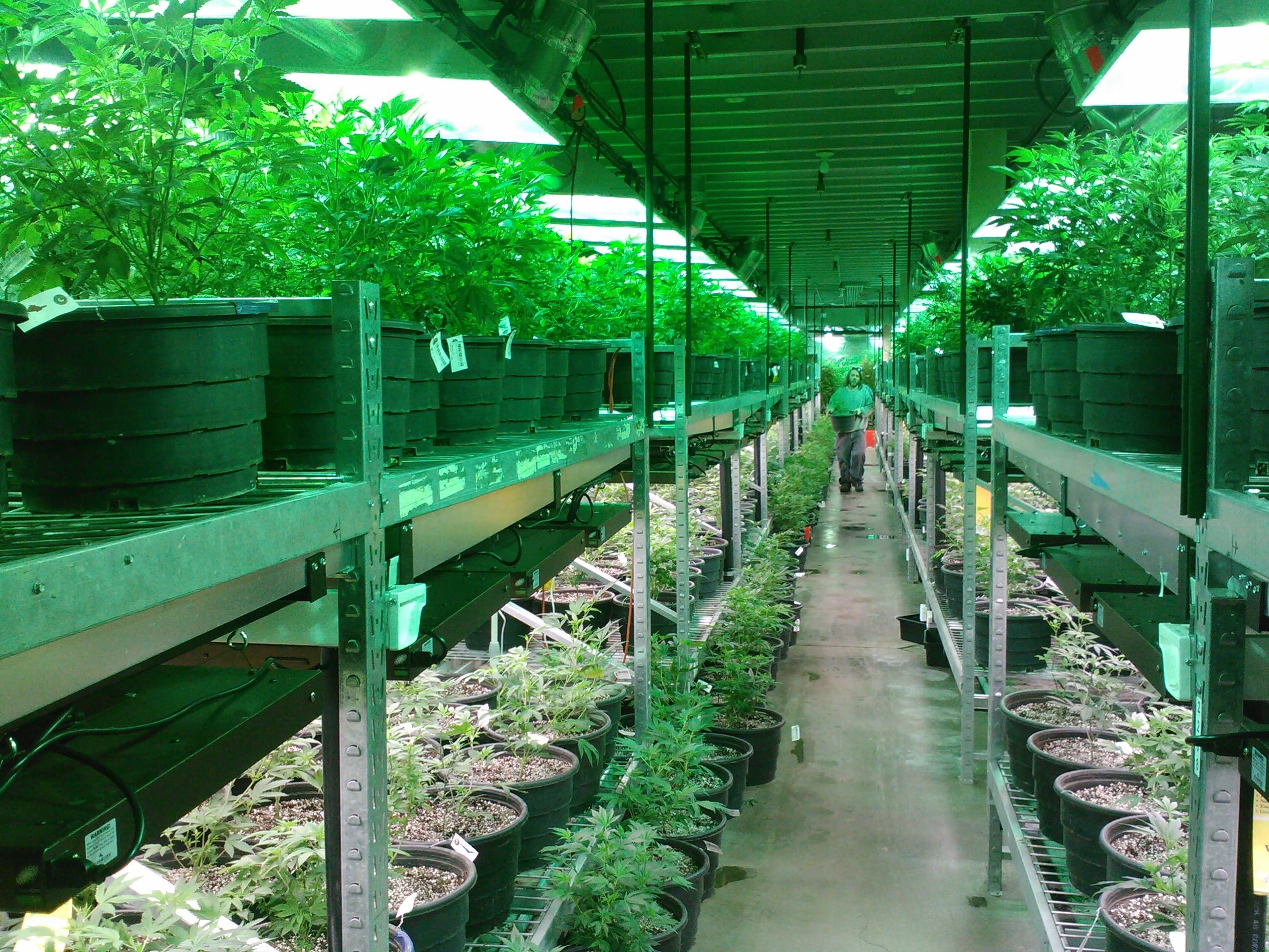 growing marijuana, the way forward, in a row, building, garden, photo, no people, architecture, direction, growing cannabis, diminishing perspective, footpath, HD Wallpaper