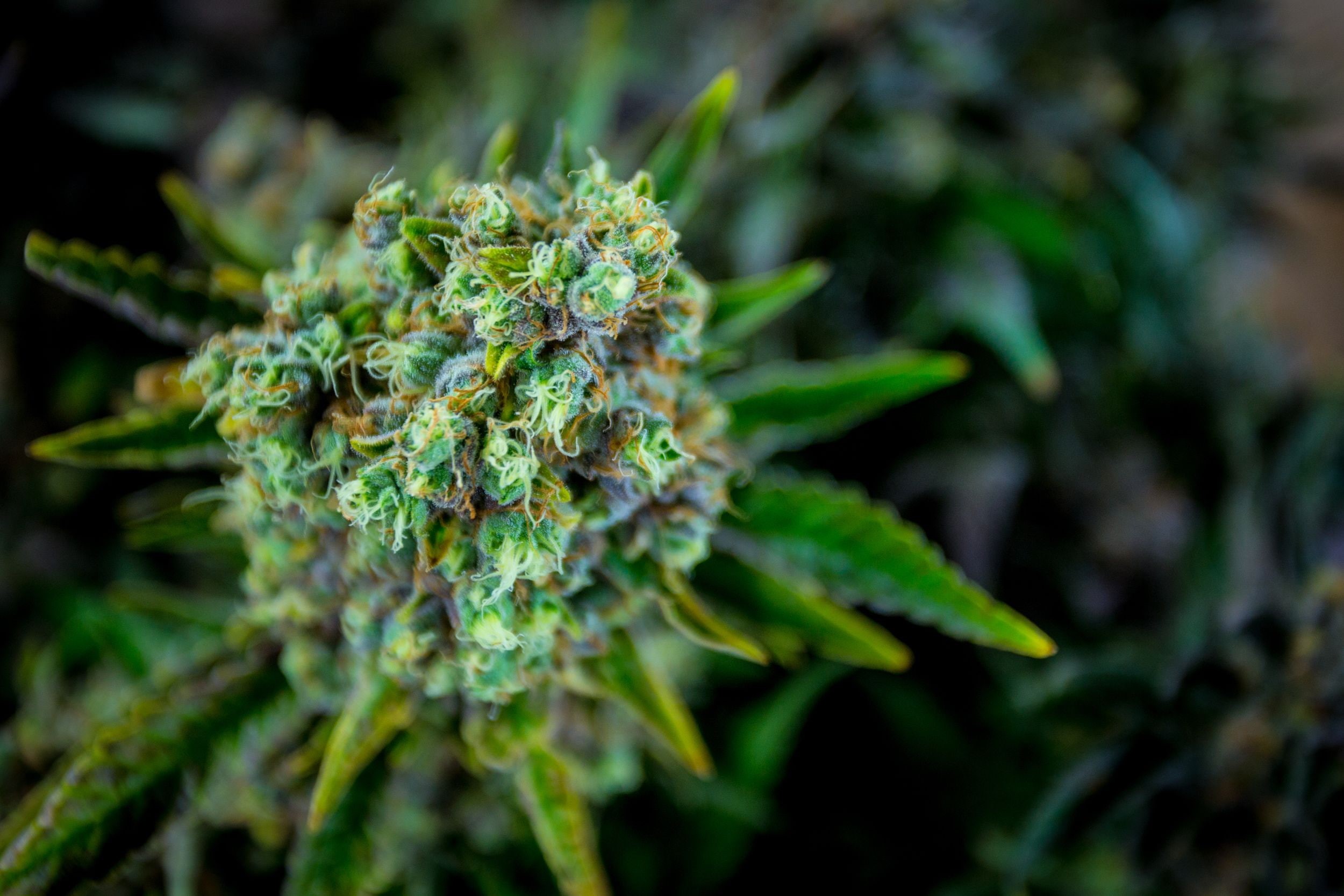 cannabis, 1080P, marijuana, weed, 420, HD Wallpaper