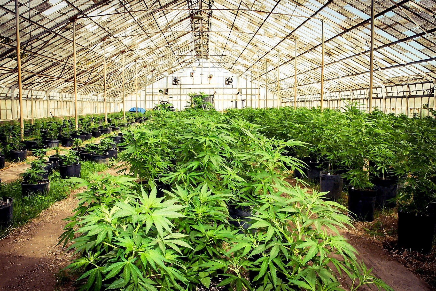 cannabis, 720P, weed, marijuana, 420, HD Wallpaper