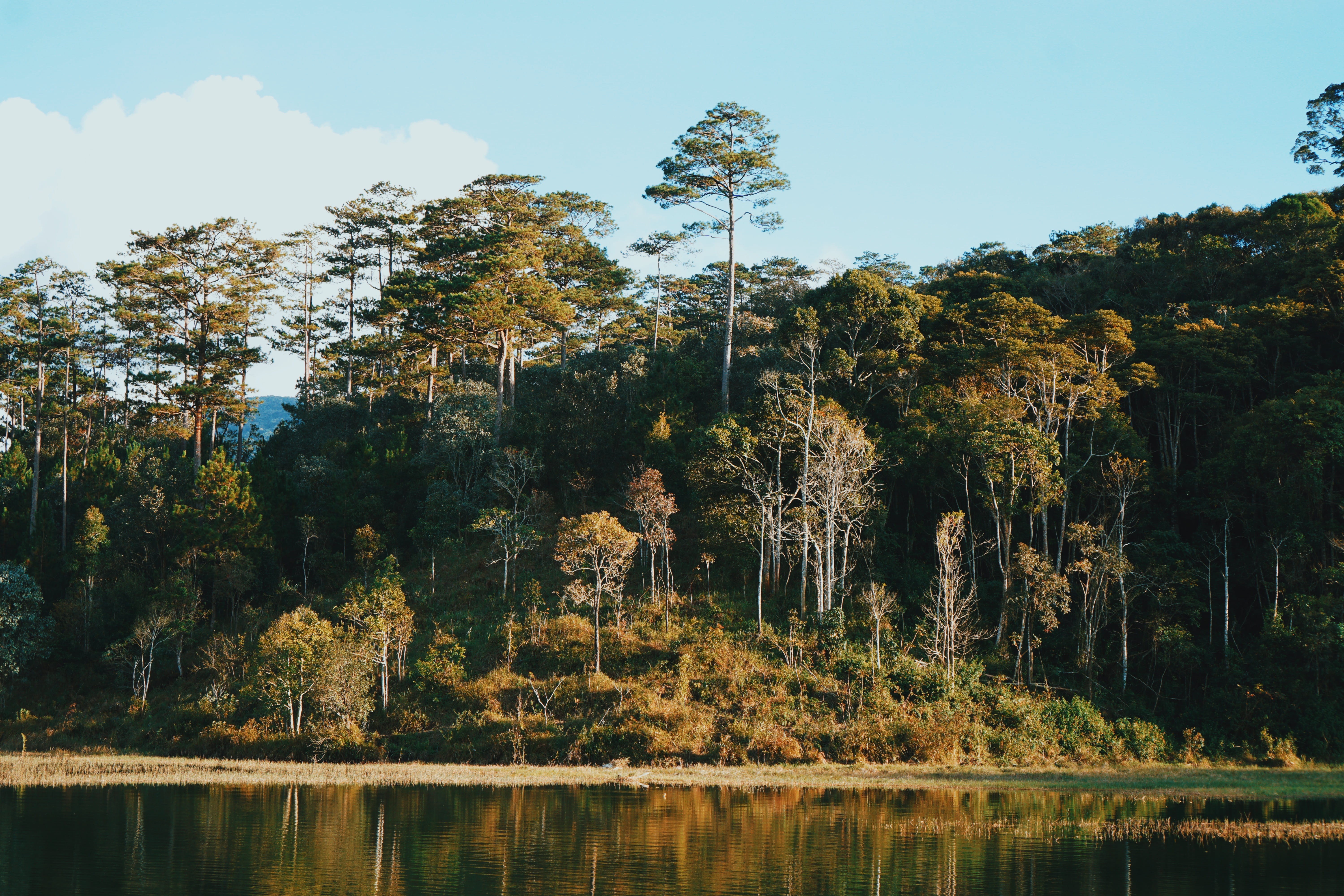 autumn, reflection, beauty in nature, tranquility, change, lake, forest, no people, growth, water, adventure, vietnam, scenics - nature, sky, dalat, tree, HD Wallpaper
