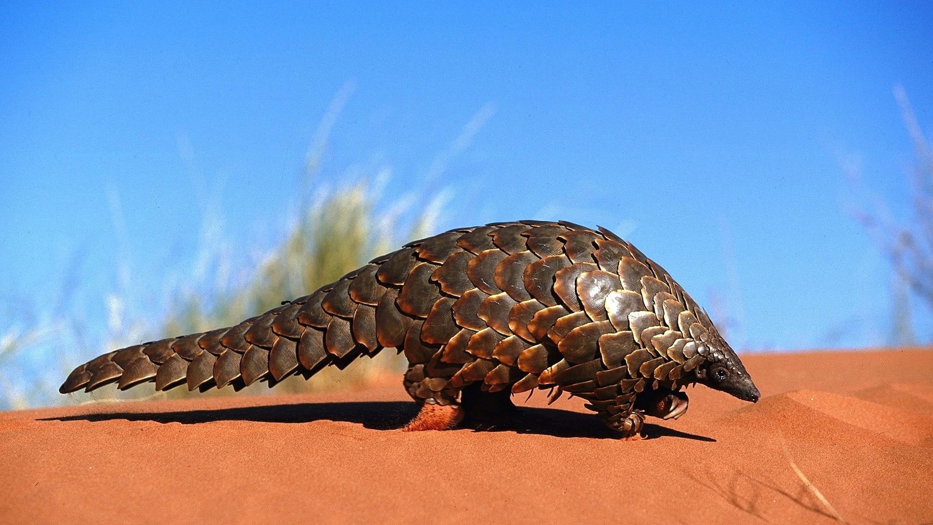 outdoors, one animal, extinct, arid climate, animals in the wild, sky, full length, sand, archival, carnivore, dinosaur, sunlight, nature, day, blue, brown, HD Wallpaper