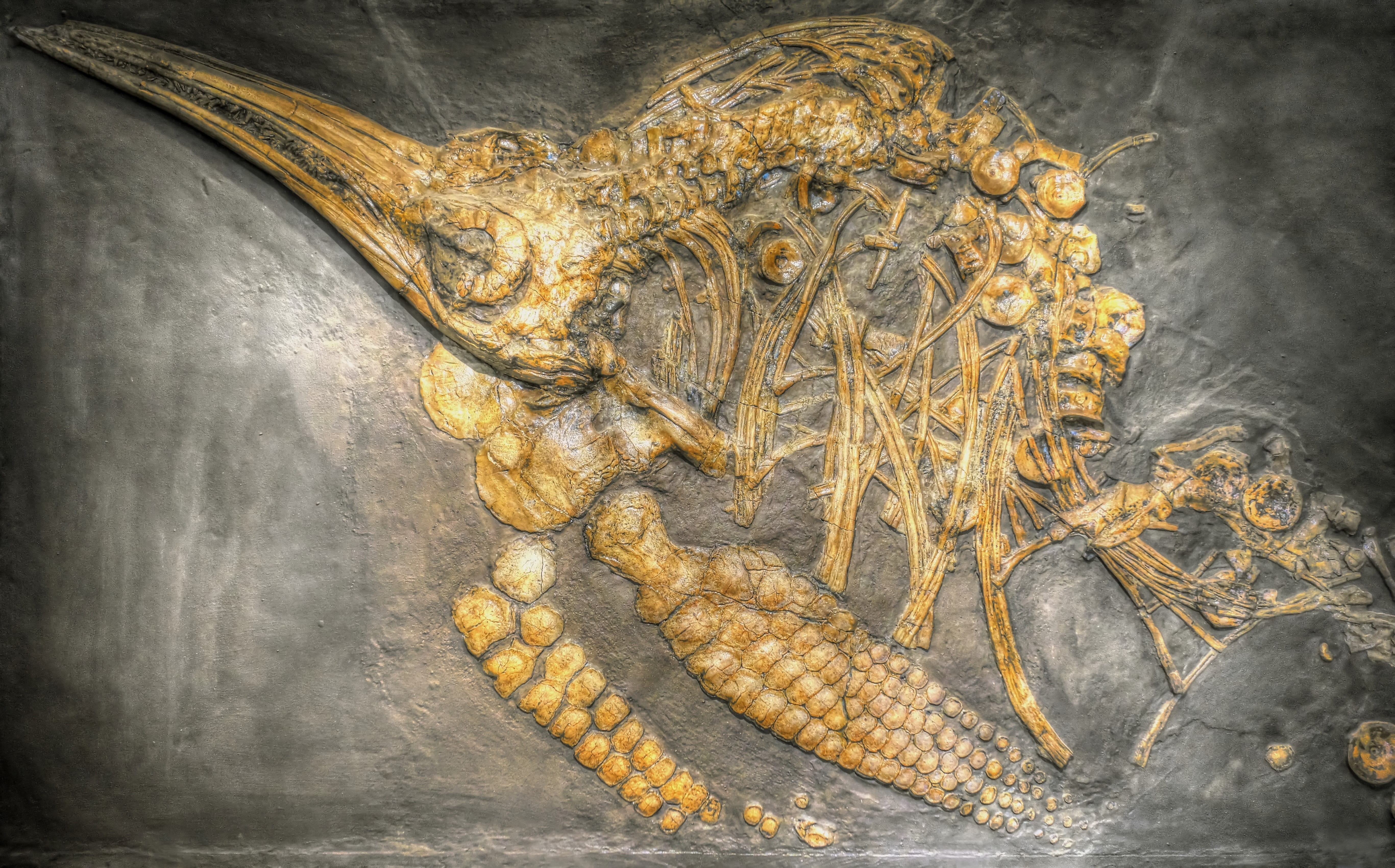 flower, freshness, indoors, fossils, prehistoric times, yellow, no people, 5K, ichthyosaurs, old, petrification, nature, vegetable, food, still life, representation, HD Wallpaper