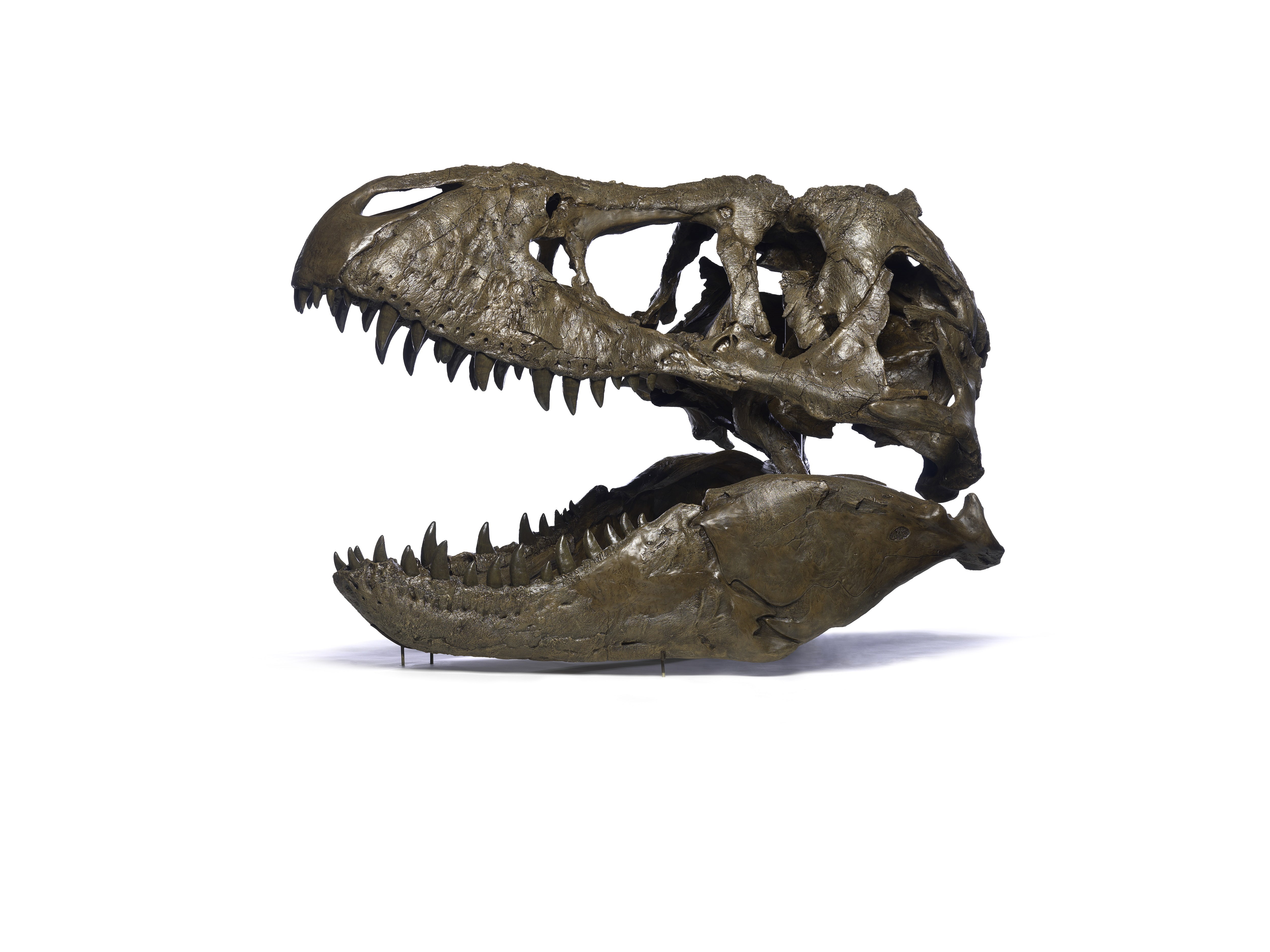 4K, tyrannosaurus rex, sake, paleontology, dinosaur, HD Wallpaper