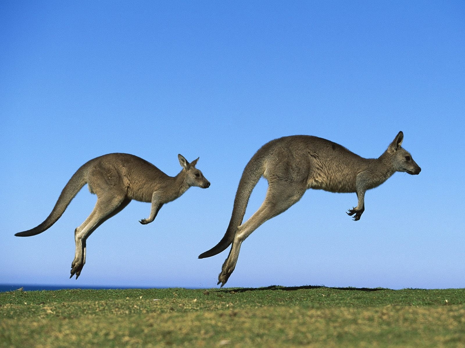 brown, plant, full length, animals In The Wild, animal, died Out, two animals, running, animal wildlife, side view, kangaroo, marsupial, australia, nature, HD Wallpaper