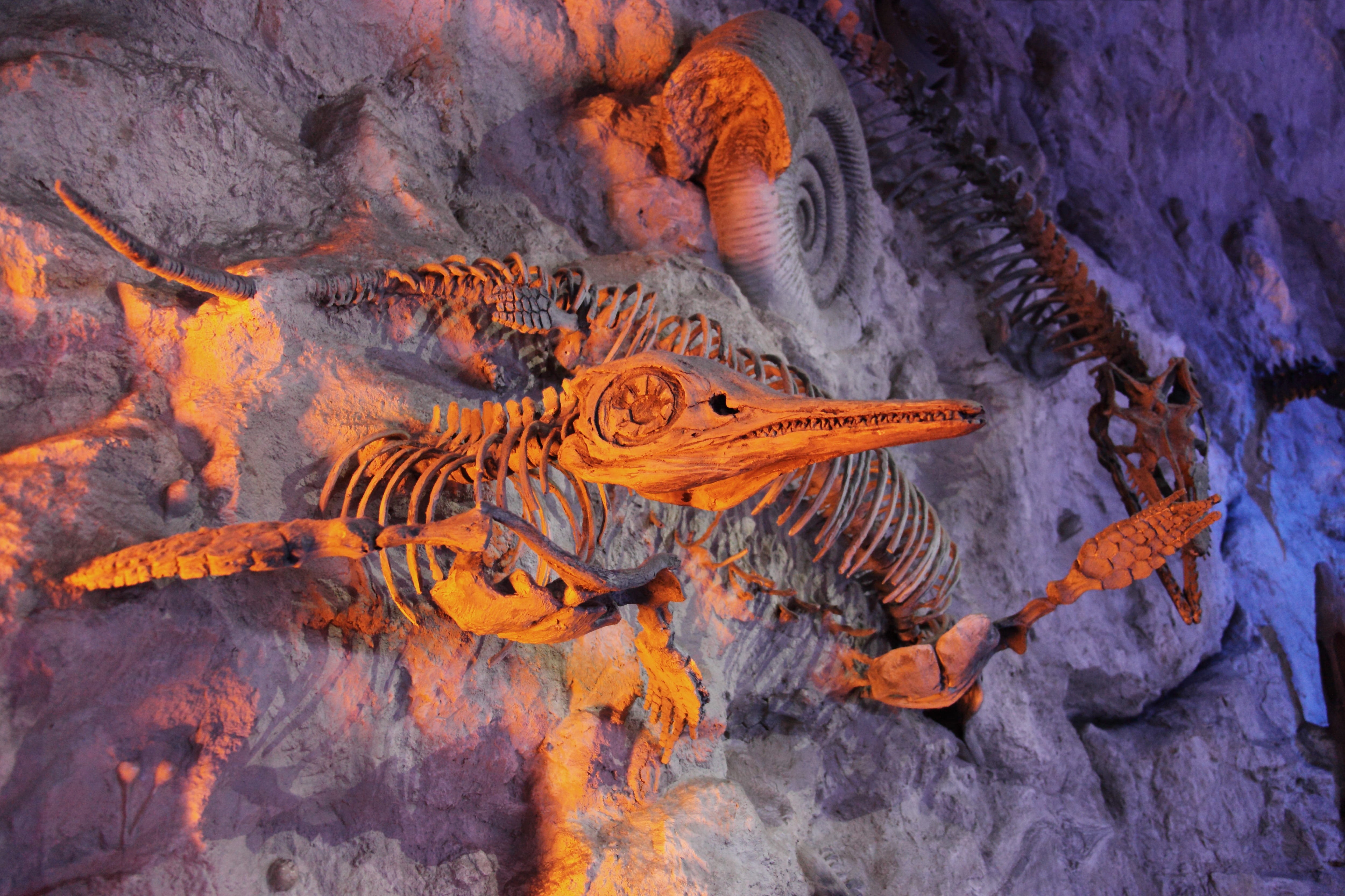 animal wildlife, water, fish, animals in the wild, paleontology, Bone, decor, 4K, animal themes, outdoors, orange color, nature, fossilized, Dead, solid, HD Wallpaper
