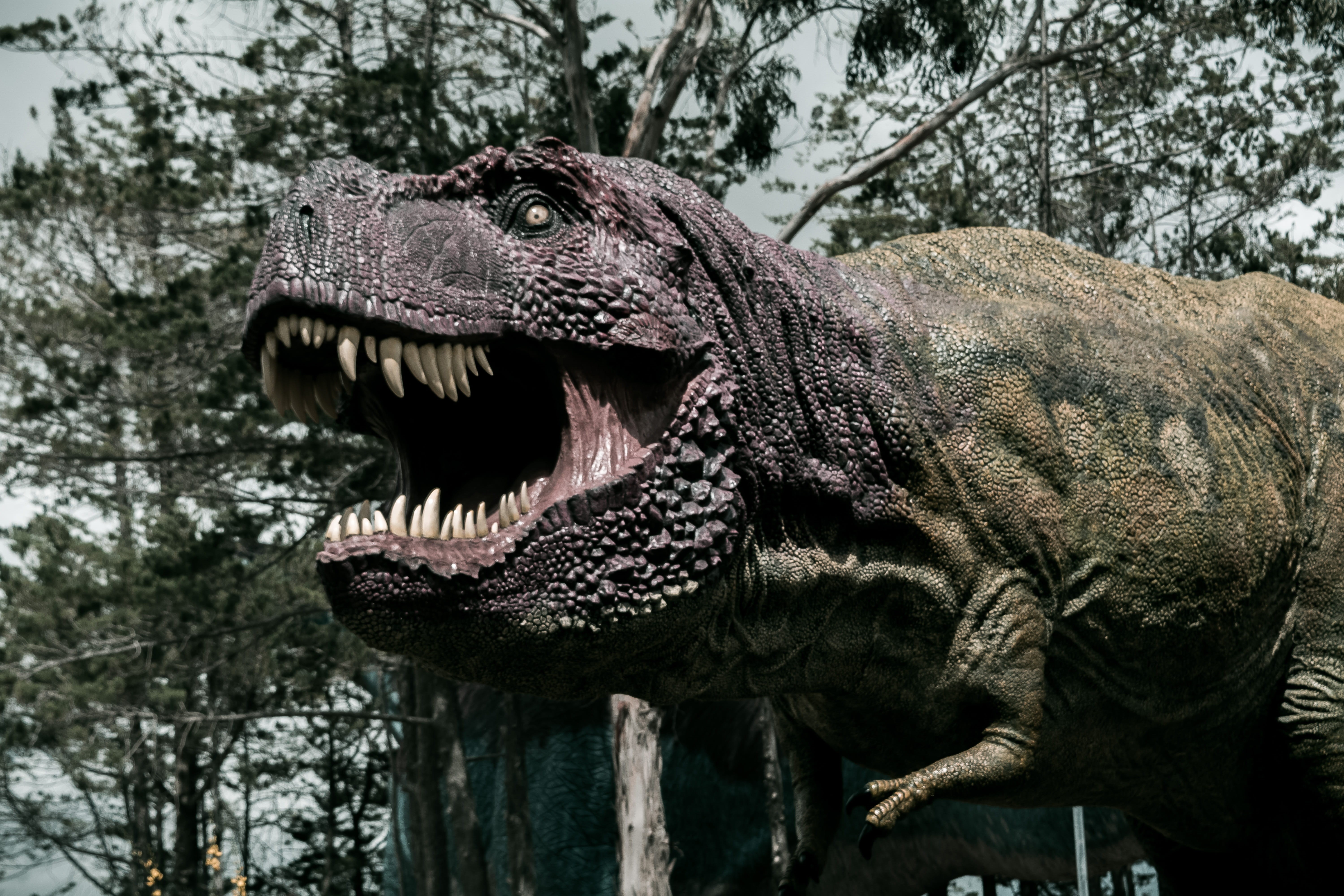 side view, reptile, one animal, animal head, prehistory, mammal, animal body part, day, animals in the wild, tree, focus on foreground, cretaceous, extinct, HD Wallpaper
