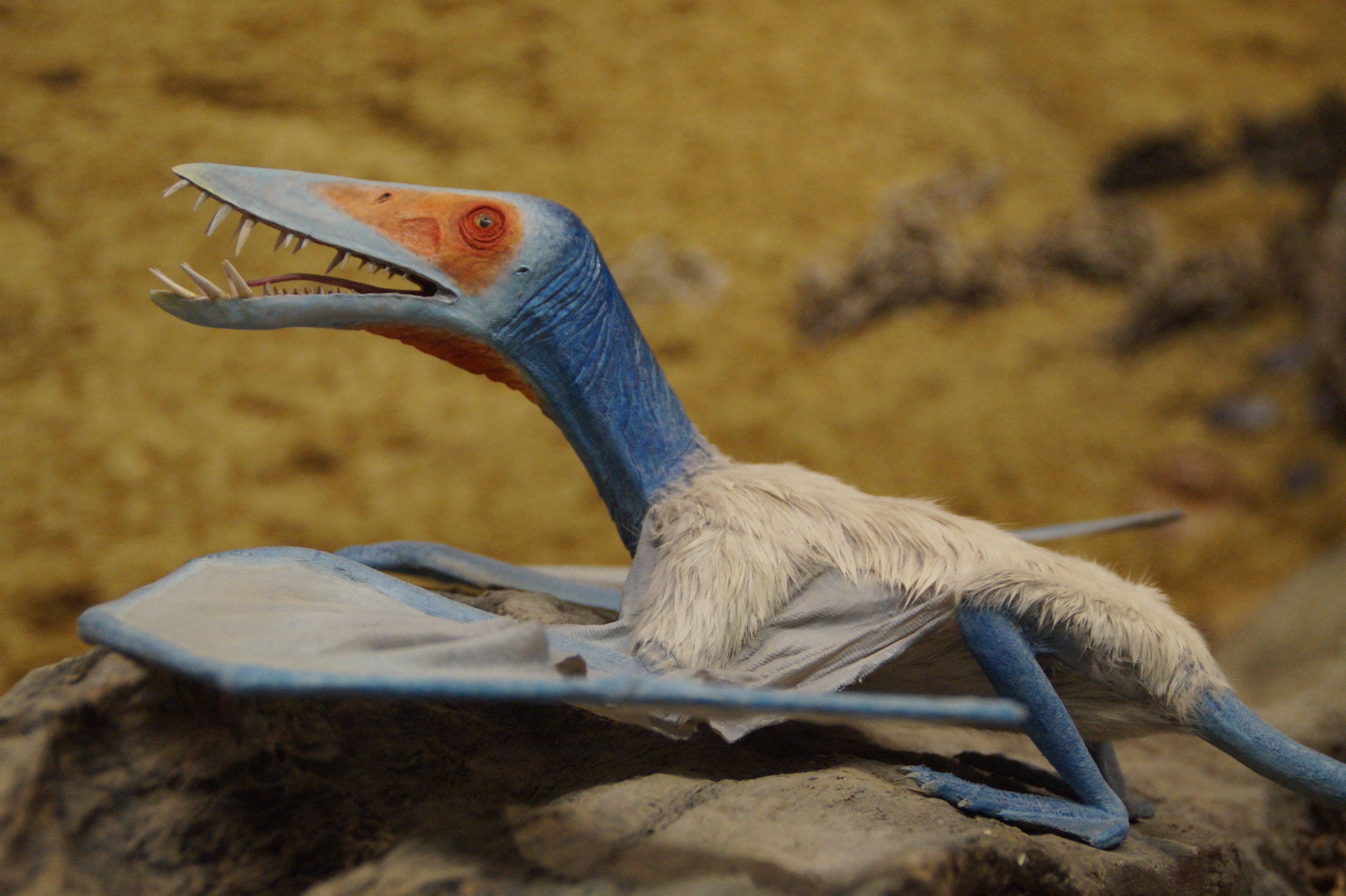 animal, aggression, pterosaur, fly, paleontology, membranes, nature, beak, science, profile view, glide, animals in the wild, vertebrate, bird, dinosaur, HD Wallpaper