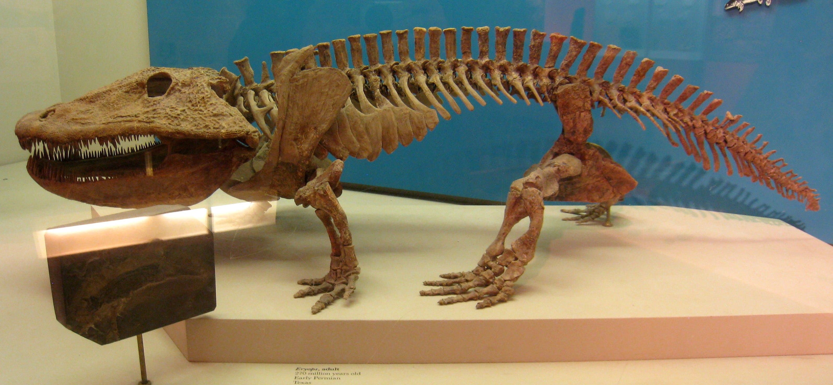 creativity, paleontology, sculpture, statue, day, public domain, craft, remains, Fossil, animal themes, no people, Eryops, museum, art and craft, dinosaur, HD Wallpaper