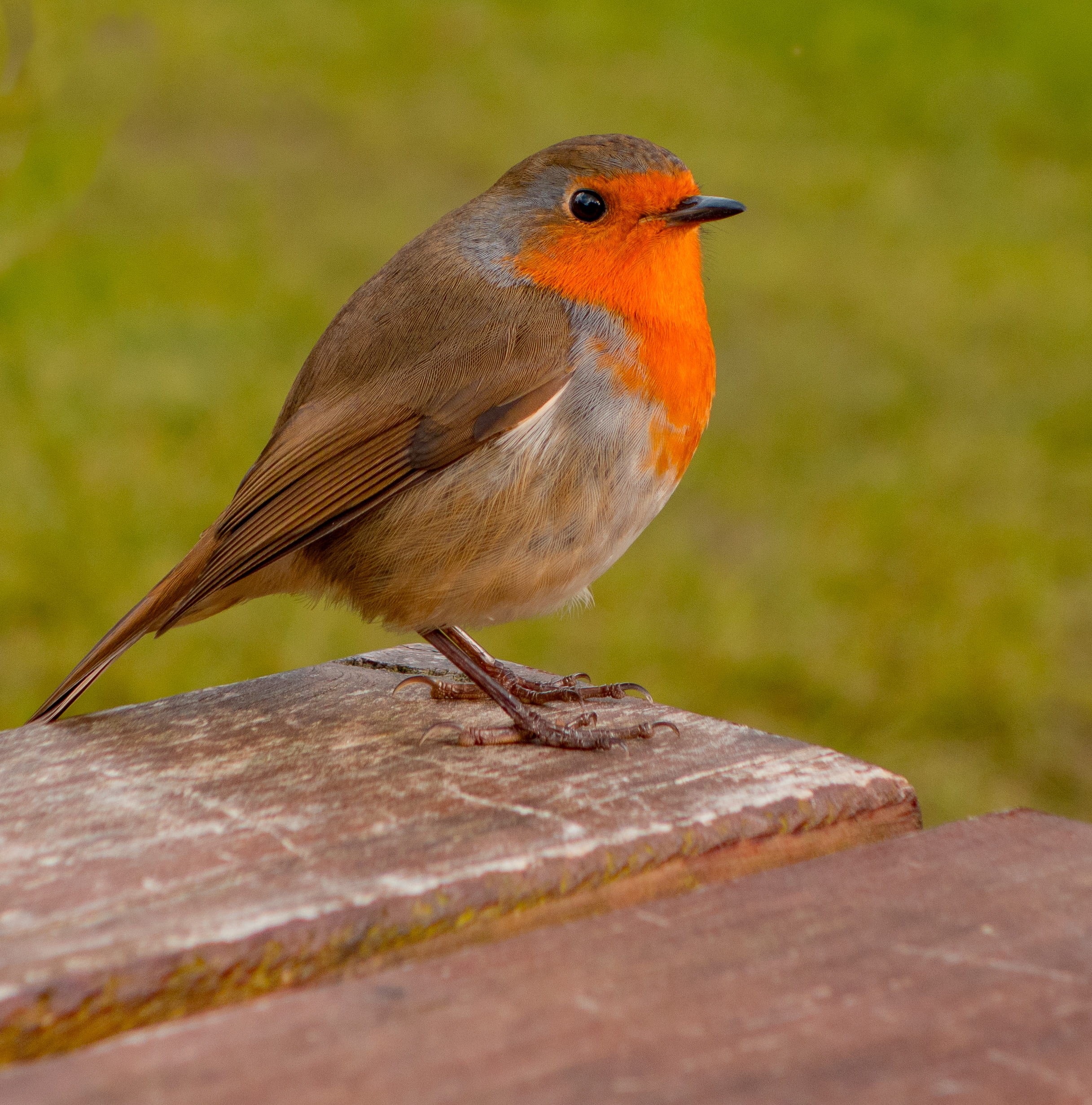 animal themes, solid, perching, close-up, brown, vertebrate, nature, garden, selective focus, red, animal, hello, animals in the wild, wood - material, Phone HD Wallpaper