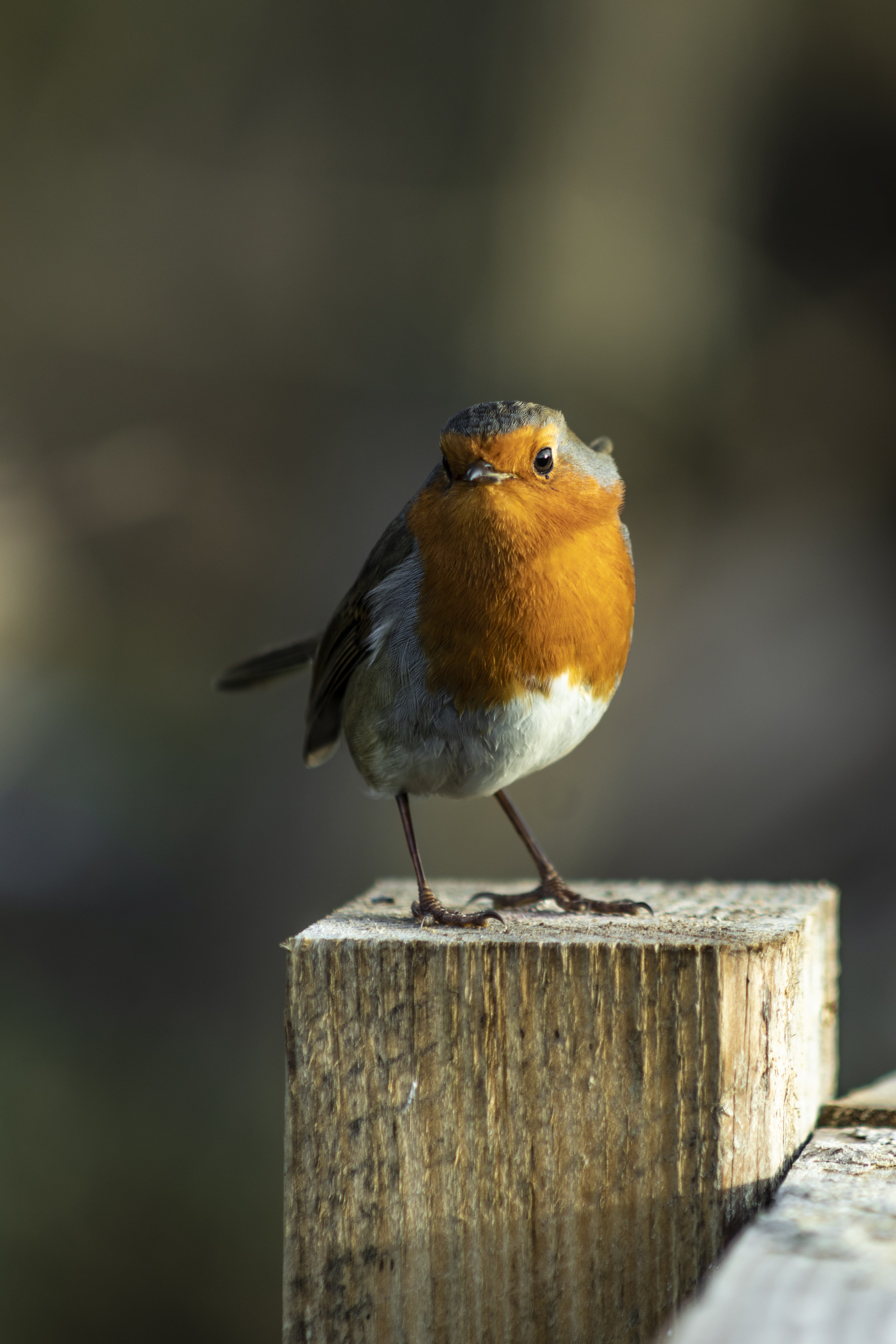 vertebrate, songbird, top, no people, full length, animal wildlife, focus on foreground, brown, wooden post, wood - material, outdoors, animal, nature, Phone HD Wallpaper
