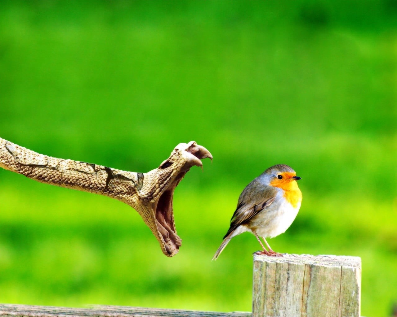 gray, close-up, one Animal, perching, bird, no People, color Image, animal, side view, focus on foreground, green Color, bird Watching, copy space, 720P, HD Wallpaper