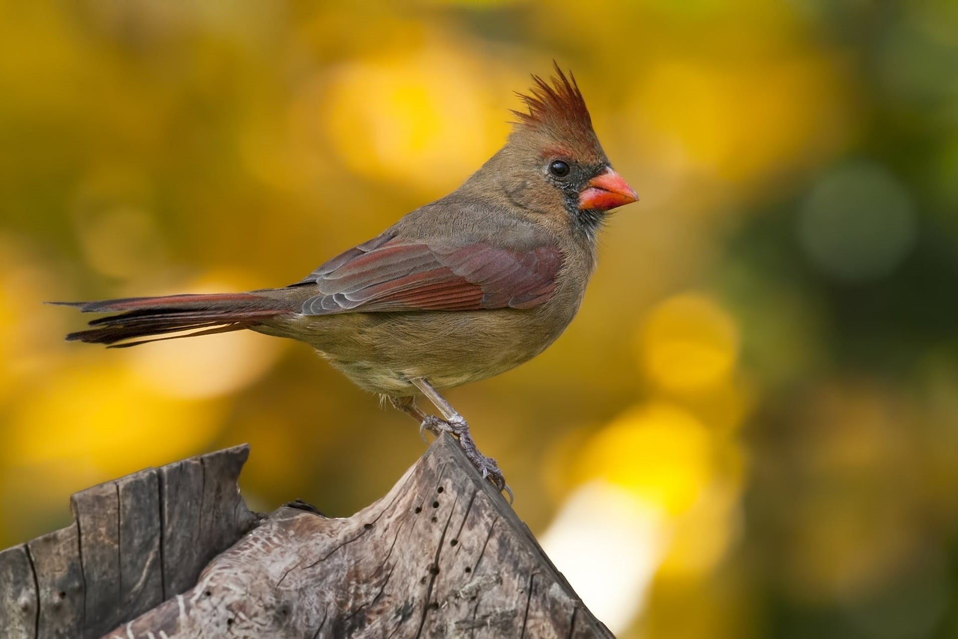 cute, close-up, branch, beauty In Nature, wildlife, animal wildlife, small, day, bird, robin, full length, yellow, animals In The Wild, sitting, perching, HD Wallpaper
