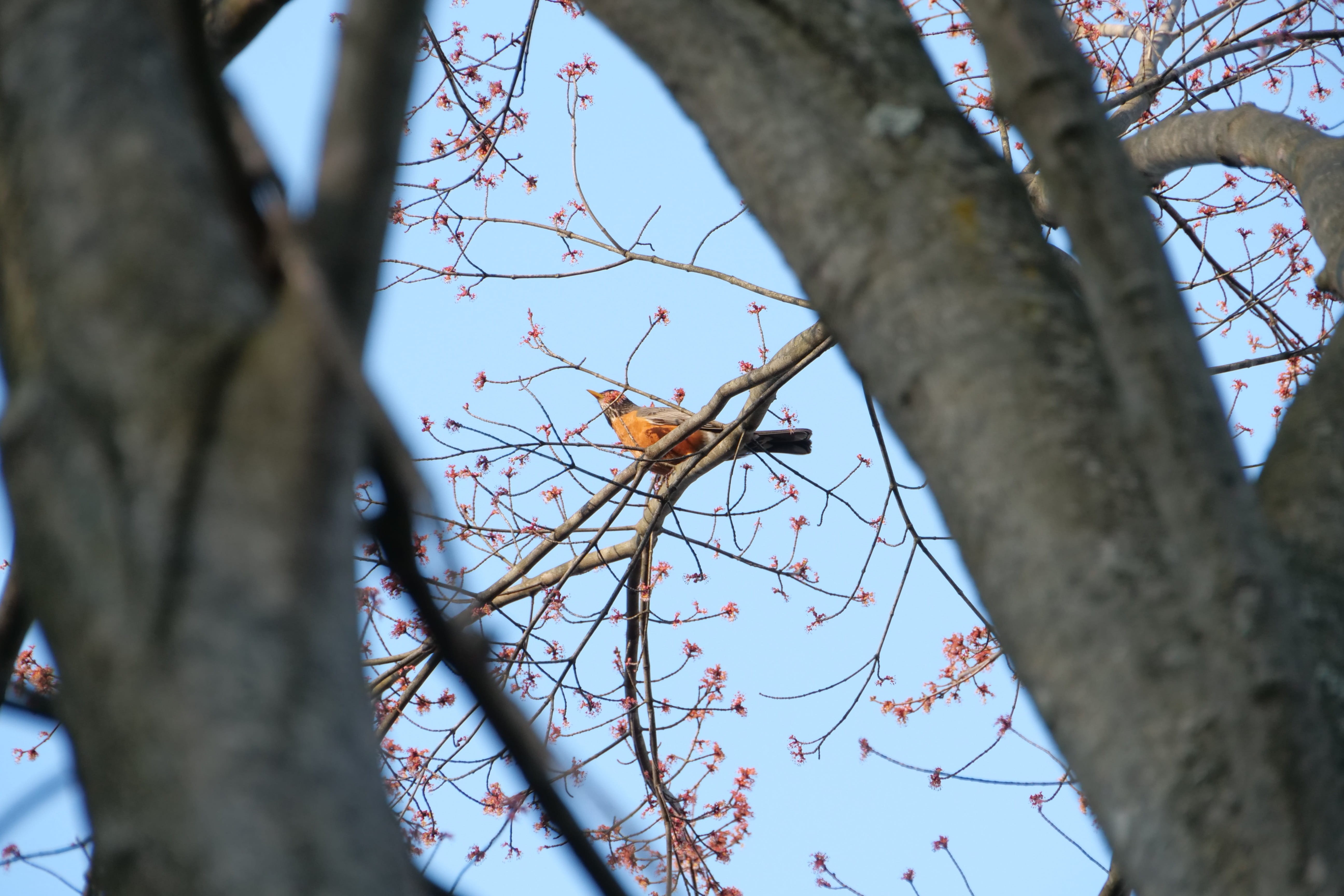animals in the wild, animal, tree, vertebrate, 5K, one animal, bird, outdoors, season, tree trunk, low angle view, animal themes, nature, spring, no people, HD Wallpaper