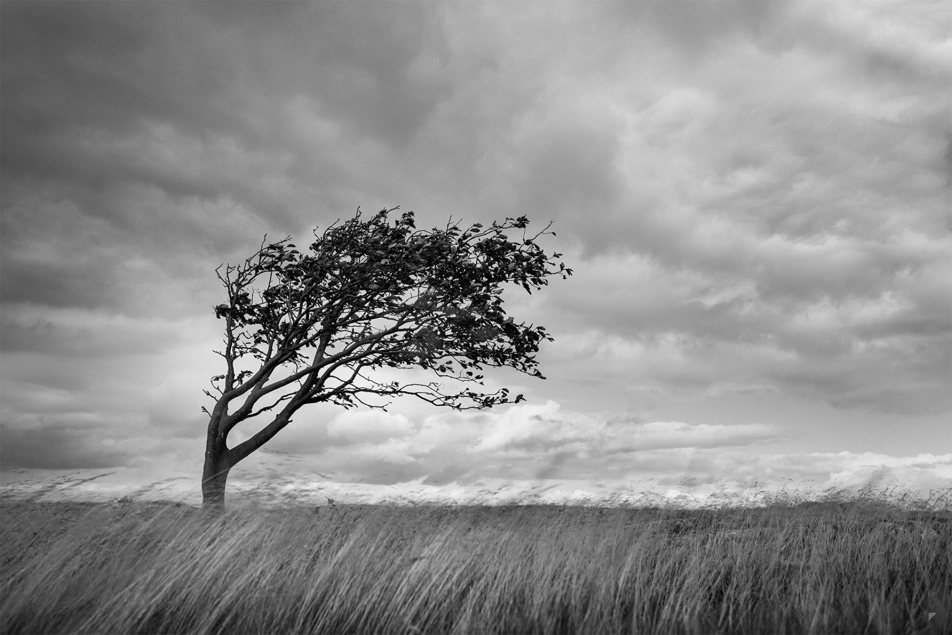 plant, nature, the wind, non-urban scene, green, tranquility, field, storm, 1080P, sky, grass, tree, b/BB wood, by Robin De Blanche, Winds Of Hano, single tree, HD Wallpaper