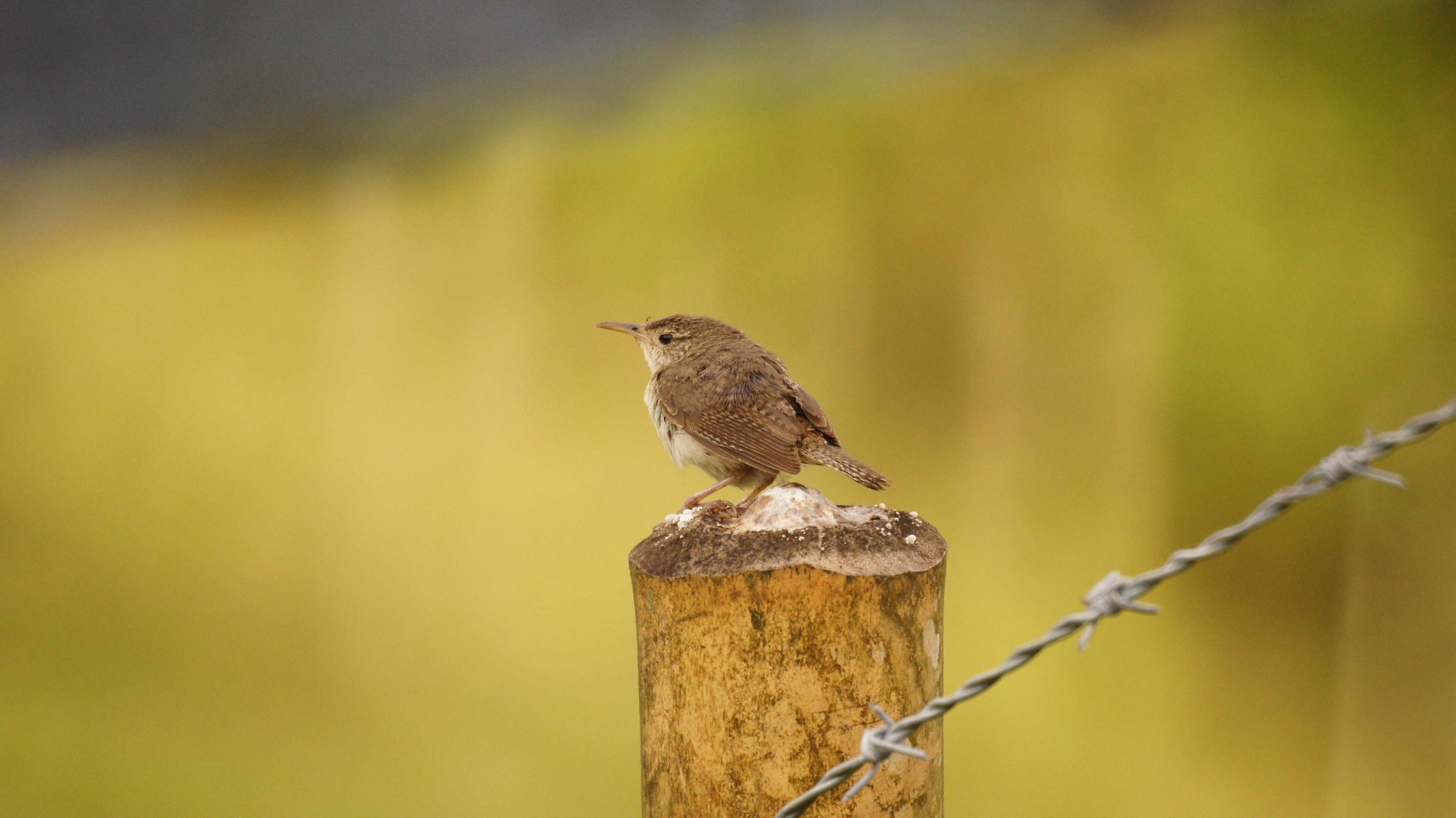 nature, 4K, bird, robin, outdoors, close-up, animal themes, animals in the wild, full length, barrier, focus on foreground, wooden post, fence, perching, HD Wallpaper