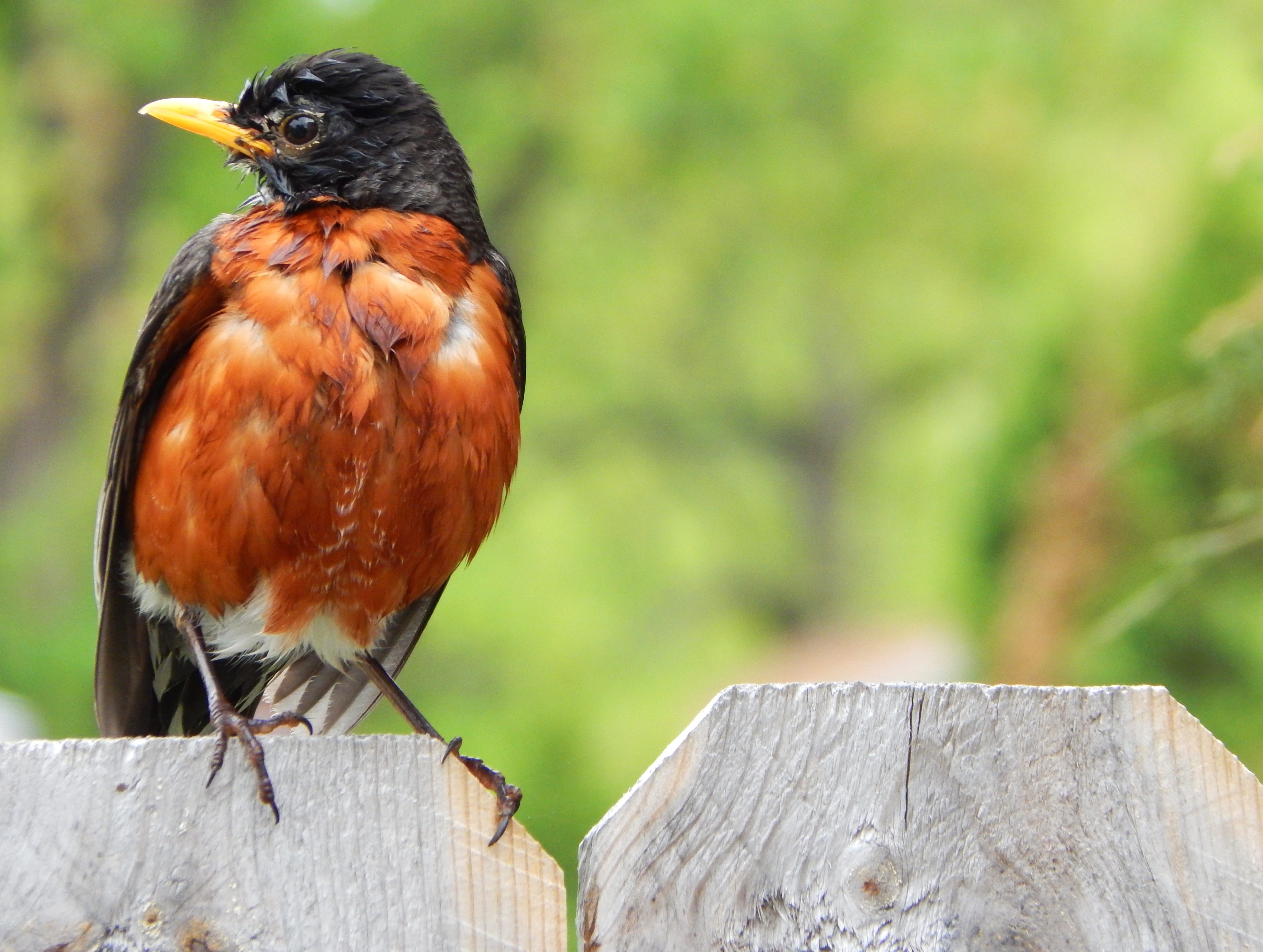 one animal, wood - material, beak, Wildlife, nature, perching, spring, outdoors, animal wildlife, animals in the wild, no people, animal themes, close-up, HD Wallpaper