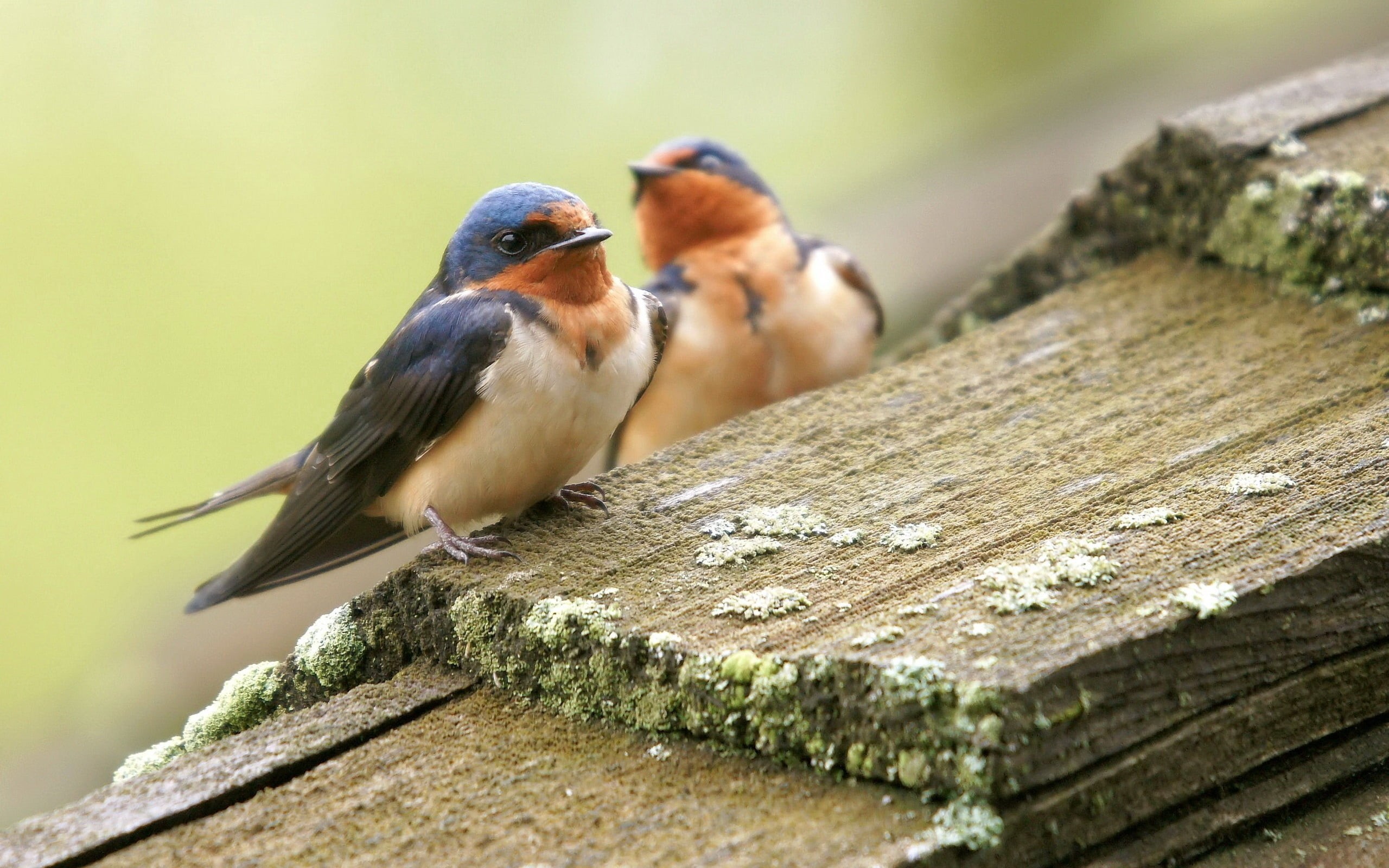couple, sparrow, brown, no people, tree, two, passerine Bird, multi Colored, color Image, animal themes, outdoors, robin, yellow, one Animal, animals In The Wild, HD Wallpaper