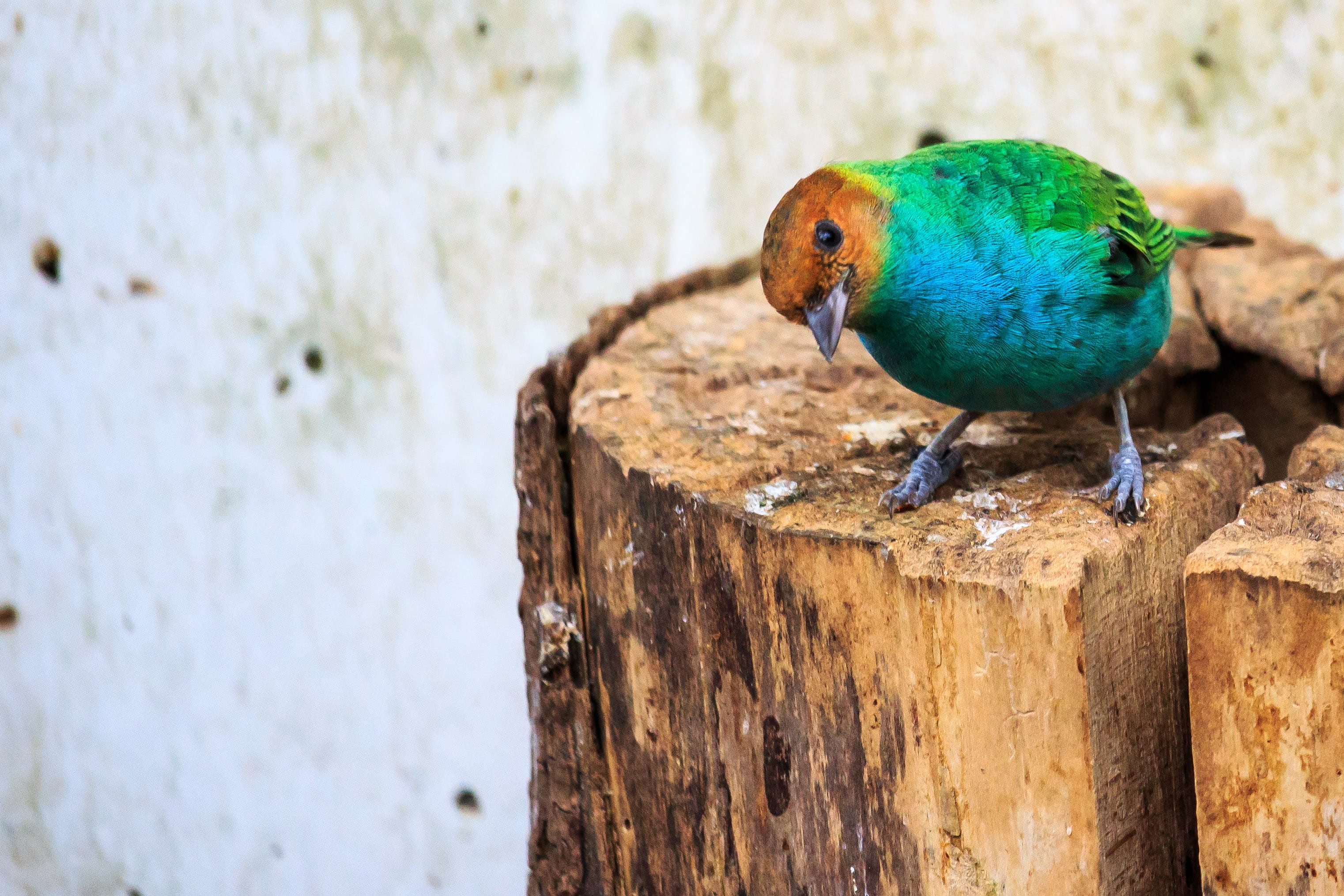 focus on foreground, robin, bird, tree, animal wildlife, perching, no people, wuppertal, zoologischer garten wuppertal, 2K, animal, close-up, post, animal themes, HD Wallpaper