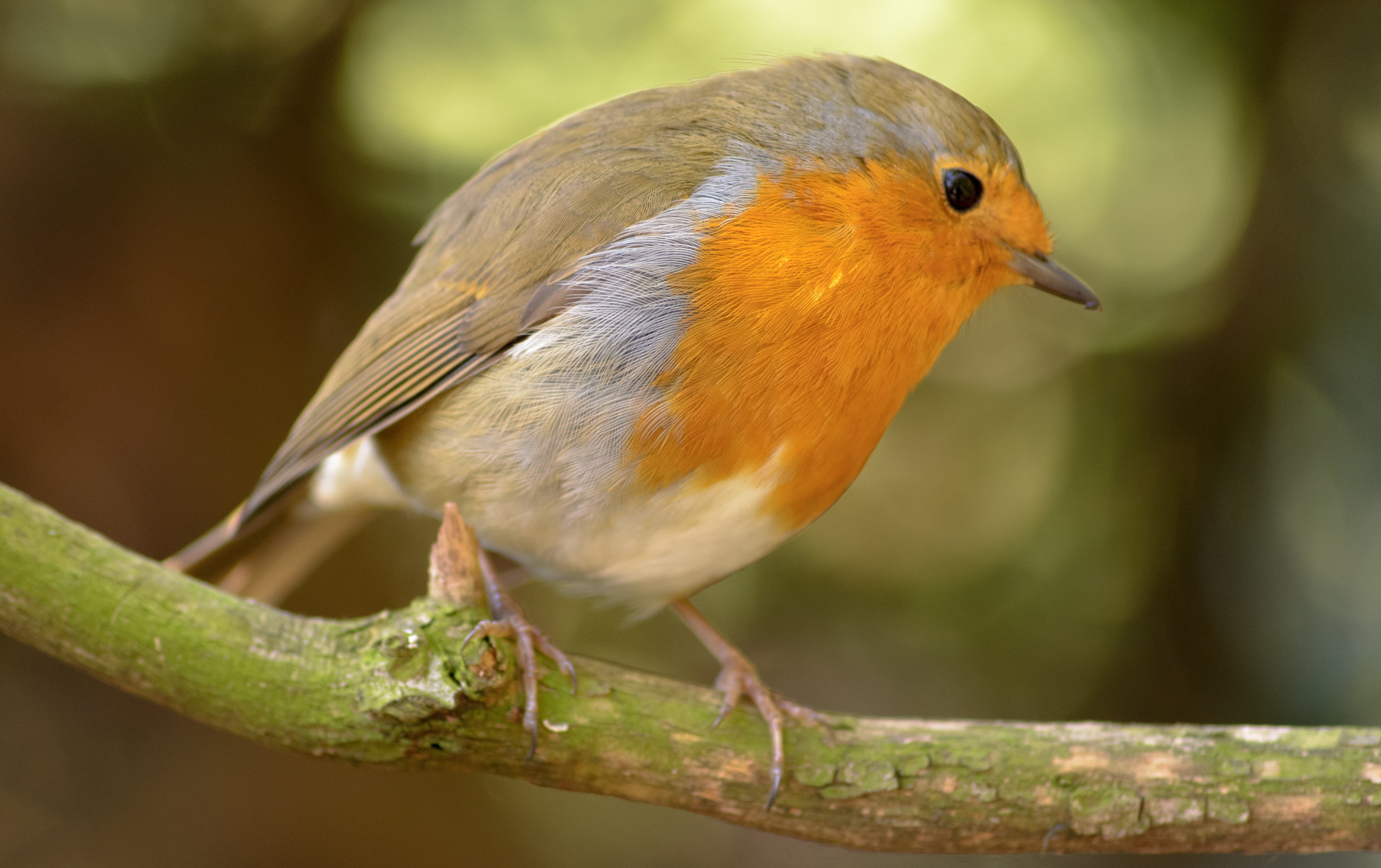 vertebrate, photography, small, focus, robin, season, environment, wildlife, spring, migratorius, day, white, 5K, wing, beak, perching, birdwatching, outdoors, HD Wallpaper