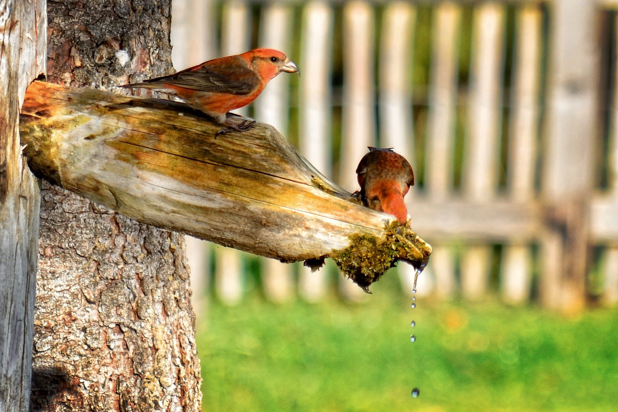 water, colorful, feather, loxia, animal themes, day, vertebrate, bird, group of animals, drink, animal, focus on foreground, 1080P, animal wildlife, finch, HD Wallpaper