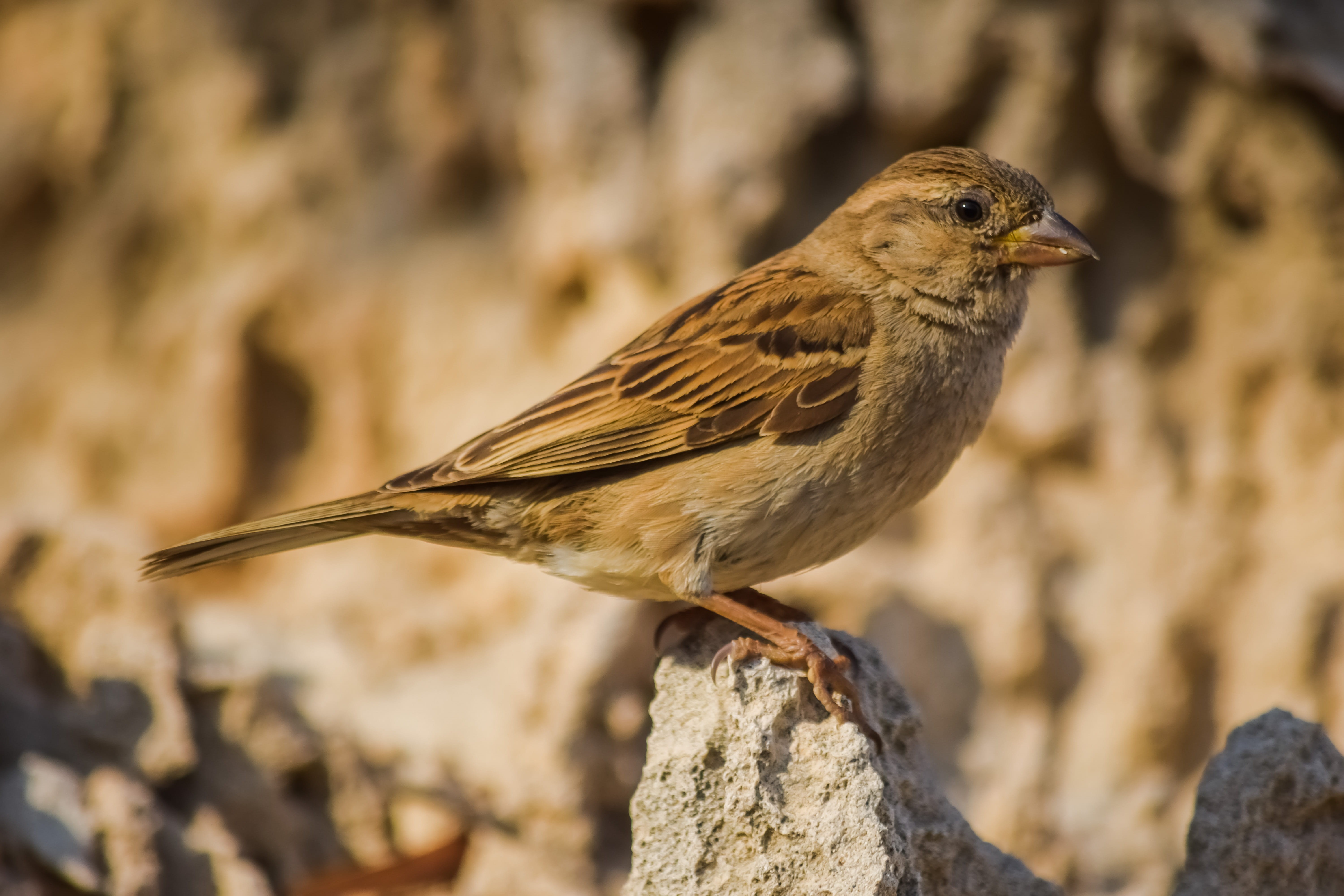 sitting, bird, looking, side view, wood - material, sparrow, day, wild, robin, fauna, animals in the wild, nature, no people, animal wildlife, 5K, outdoors, HD Wallpaper