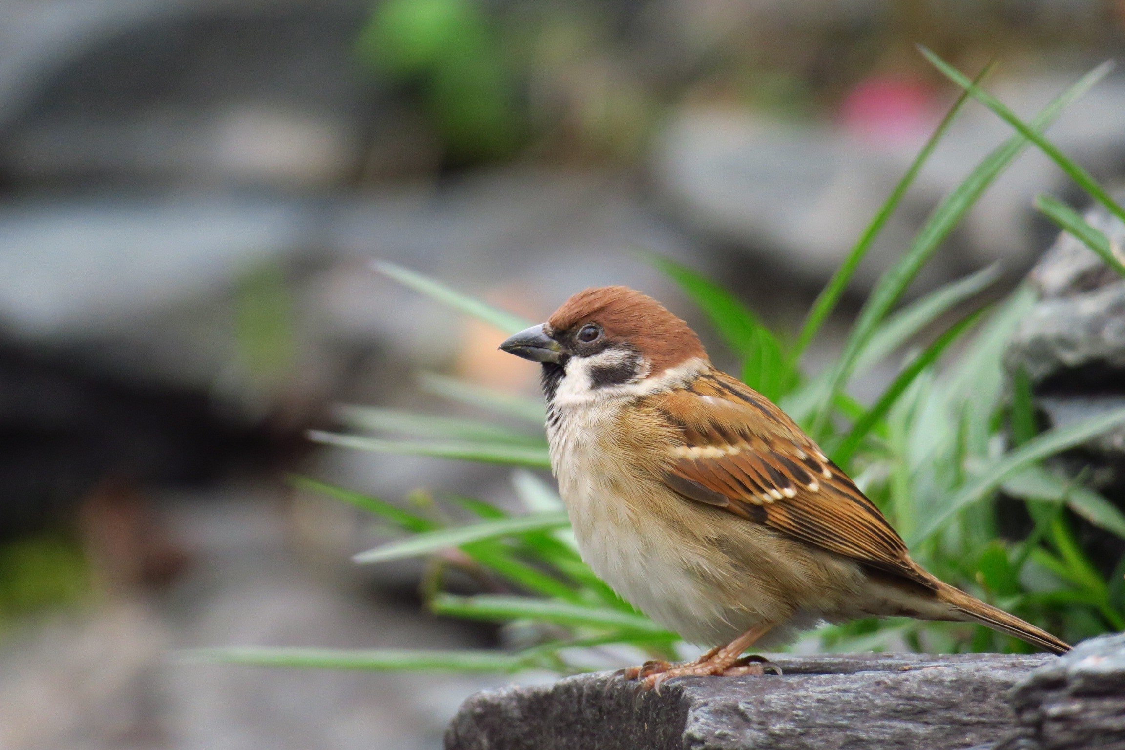 songbird, plant, fly, close-up, beautiful port, vertebrate, focus on foreground, white, wildlife, animal, 1080P, cool, coffee, beak, animal themes, robin, HD Wallpaper