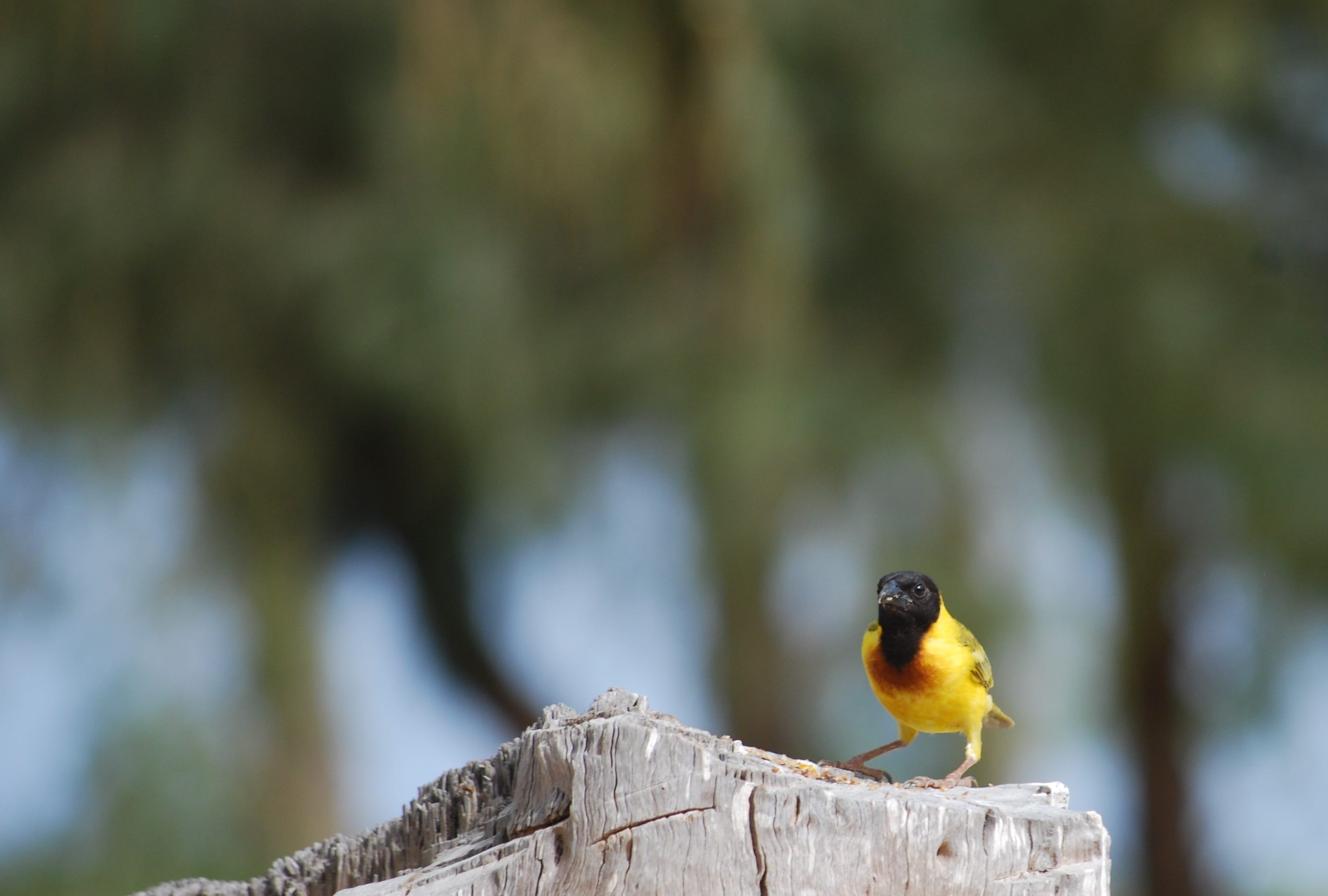 day, focus on foreground, robin, outdoors, wood - material, animal themes, tree, animal wildlife, vertebrate, saint louis, close-up, zoology, bird, one animal, HD Wallpaper