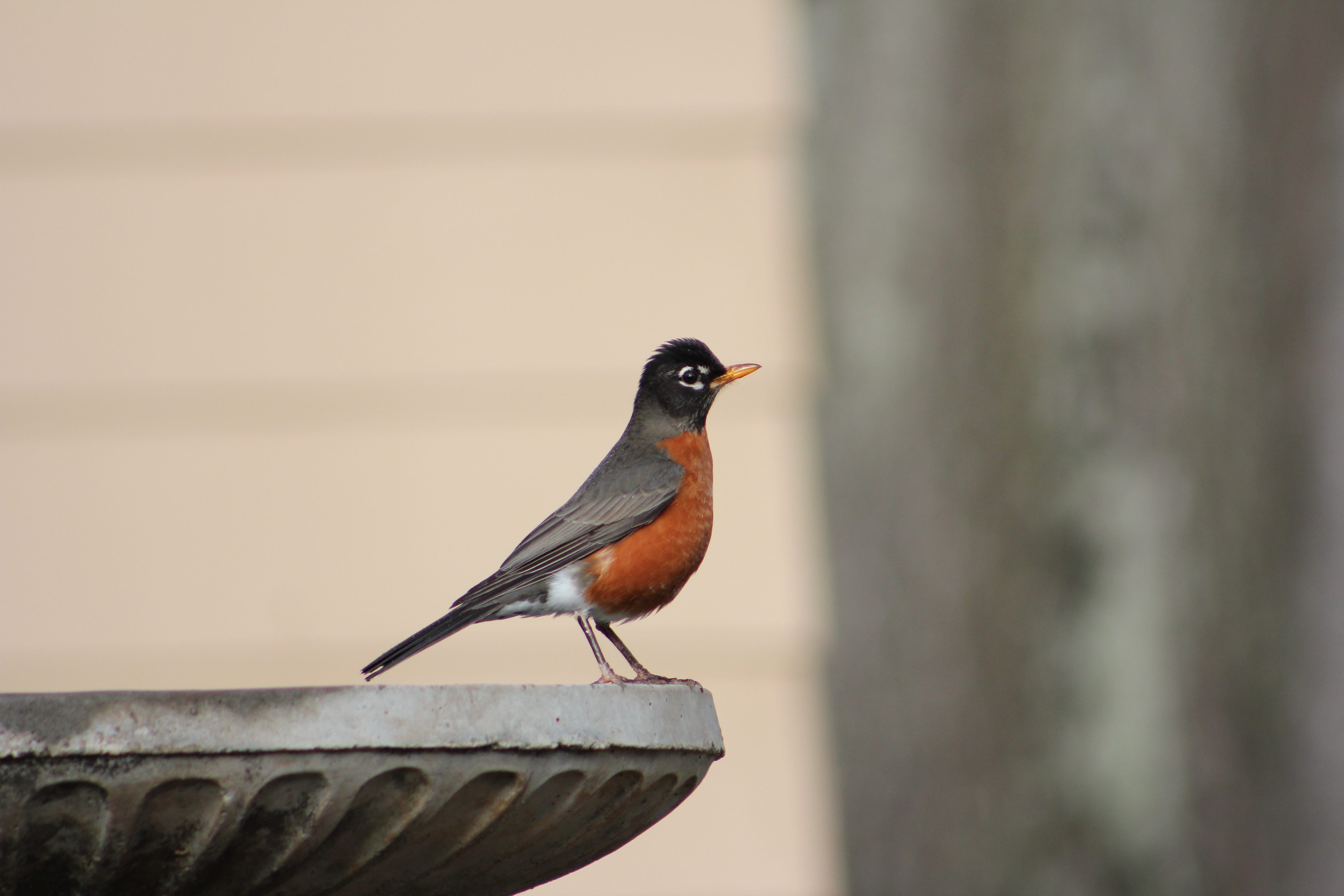one animal, animal wildlife, railing, animal themes, animal, full length, vertebrate, no people, robin, side view, close-up, birdbath, outdoors, wood - material, HD Wallpaper