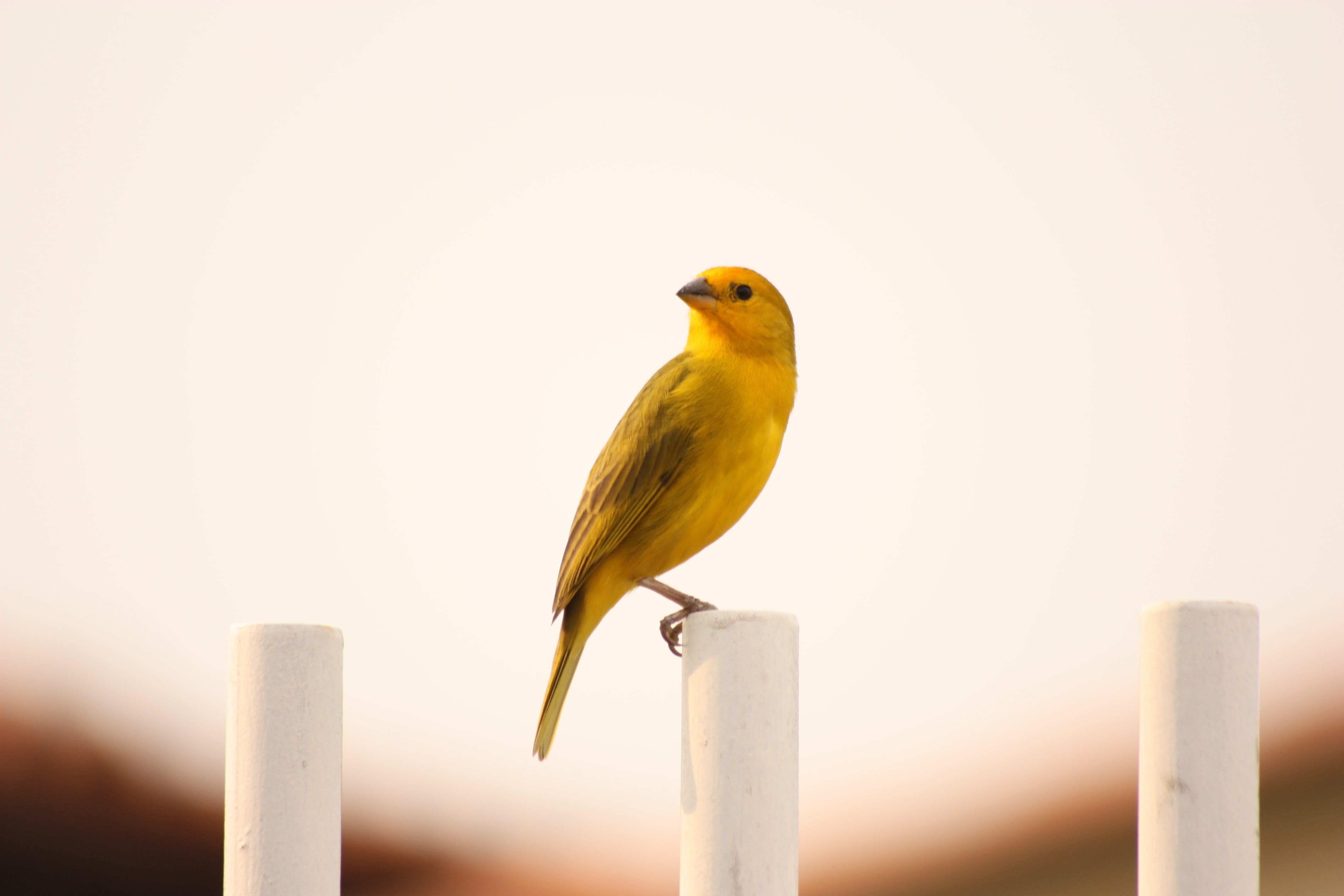 bird, wood - material, landscape, loneliness, yellow, peace, focus on foreground, post, no people, perching, vertebrate, zen, animal, animal themes, nature, HD Wallpaper