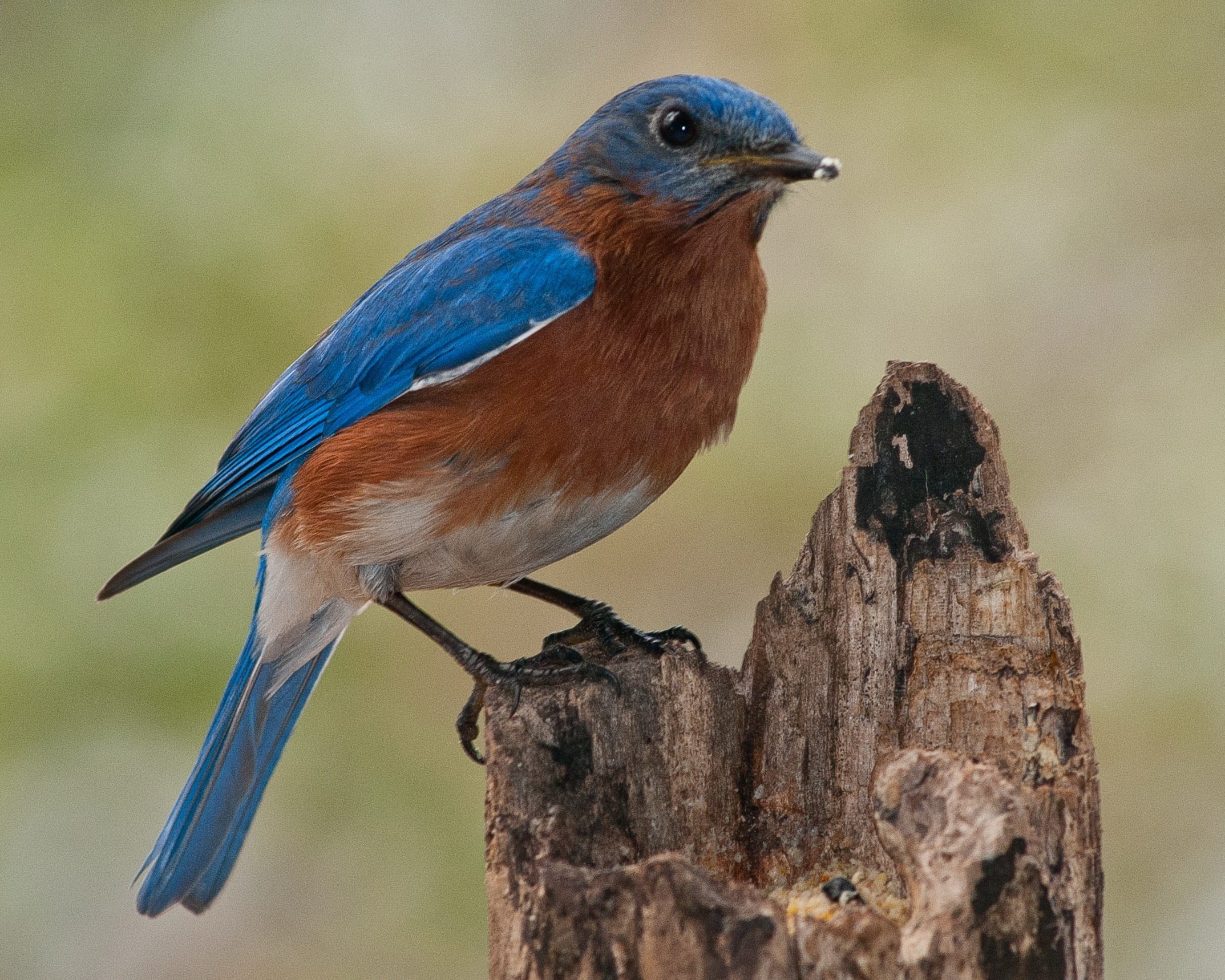 profile view, full length, animal, nature, perching, perch, wood - material, birds, tree, animals in the wild, bark, animal themes, close-up, photography, HD Wallpaper