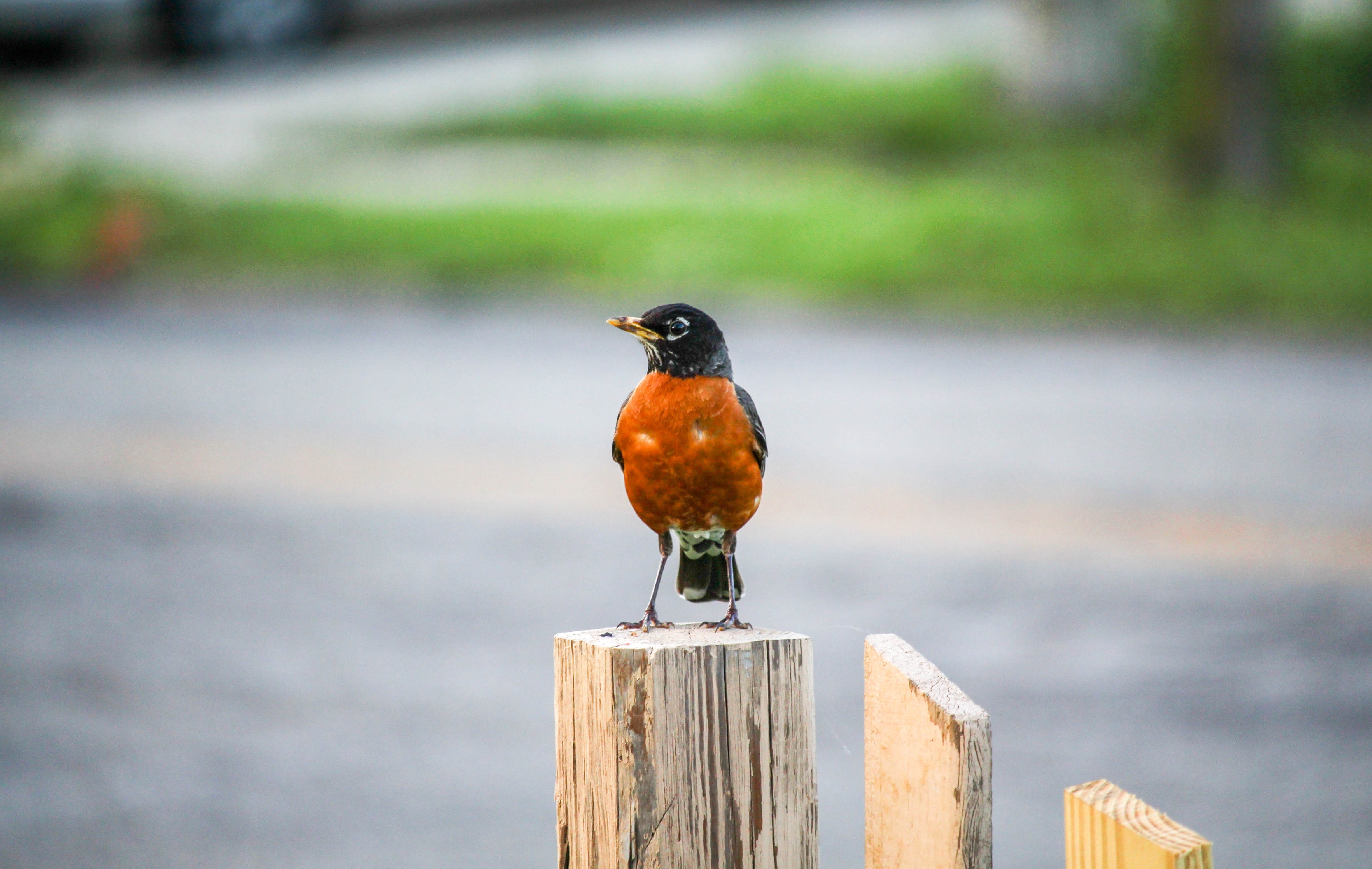 animal wildlife, perching, animals in the wild, wood, post, close-up, one animal, wooden post, focus on foreground, no people, green color, nature, outdoors, HD Wallpaper