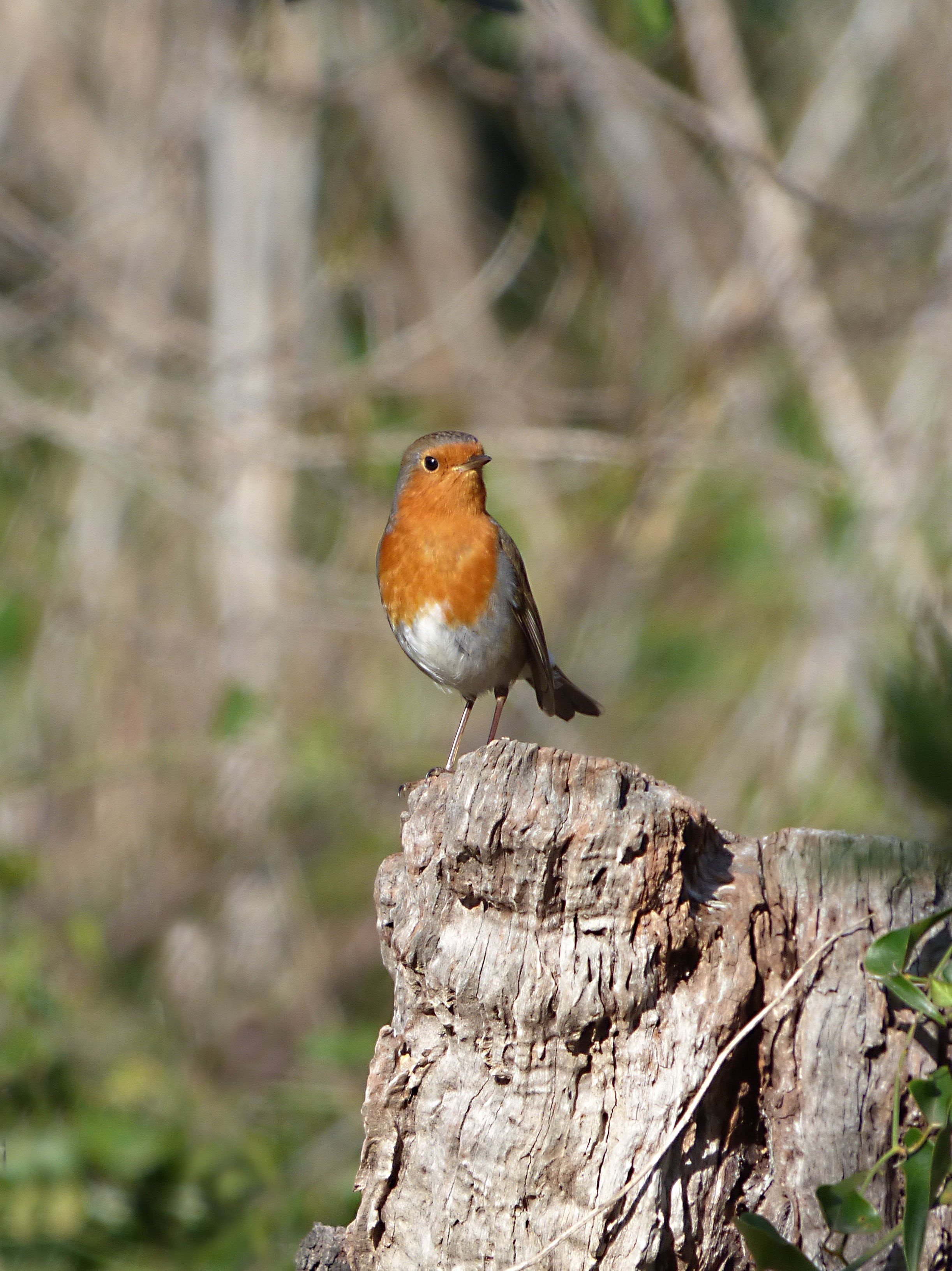one animal, animal wildlife, close-up, lichen, bark, no people, tree trunk, branch, 2K, animal, robin, animal themes, pit-roig, tree, vertebrate, wood - material, Phone HD Wallpaper