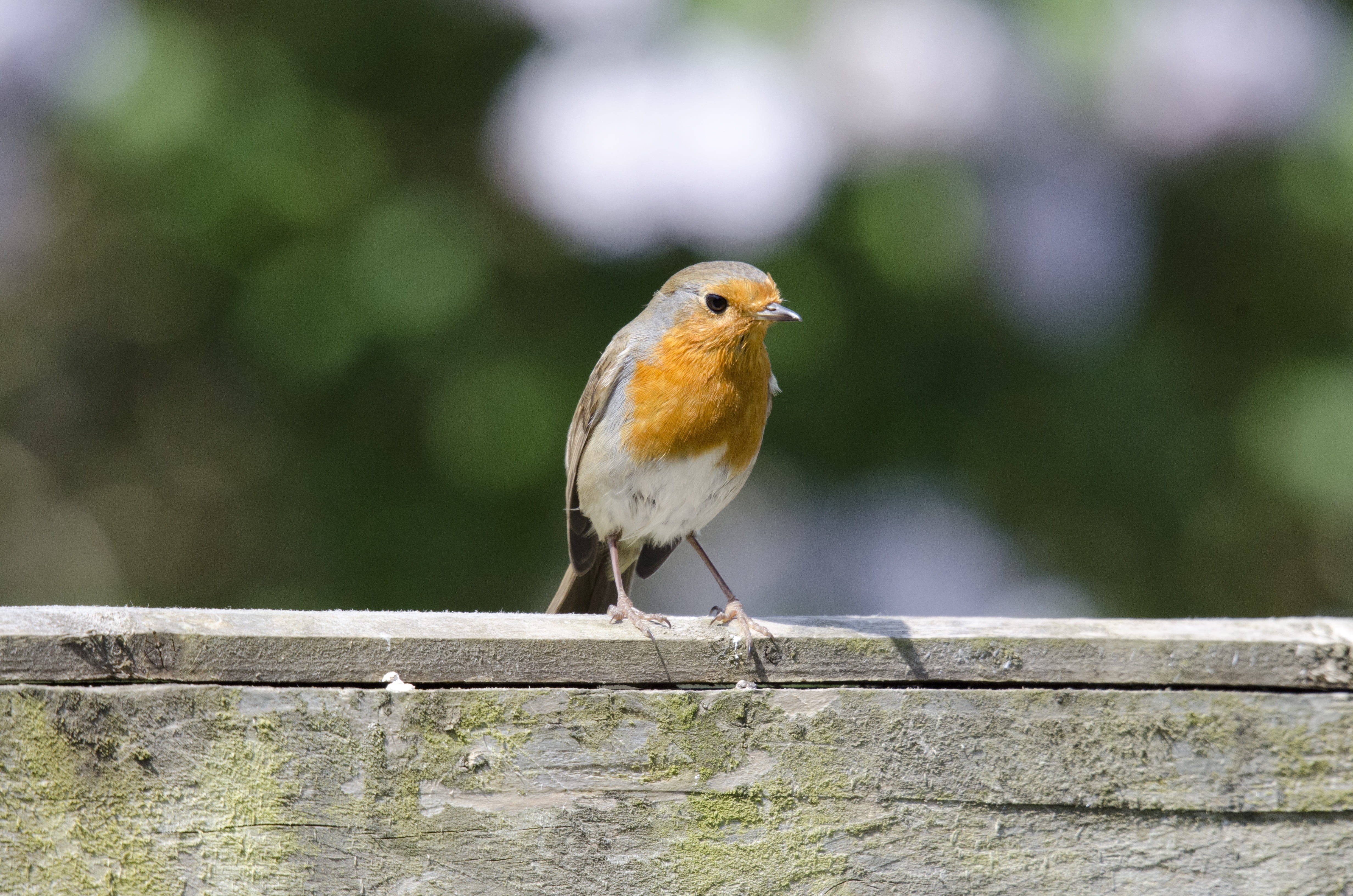 birdwatching, 4K, full length, vertebrate, wildlife, wood - material, surface level, day, bird, songbird, focus on foreground, perched, small, animal wildlife, HD Wallpaper