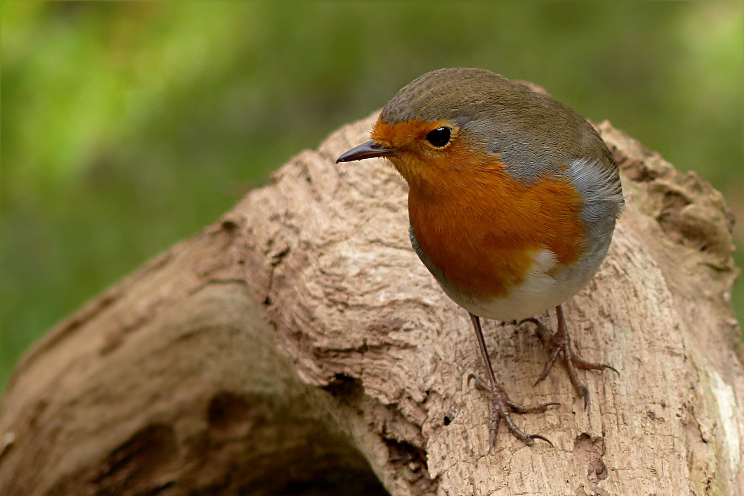 orange color, wildlife, focus on foreground, animal wildlife, animal themes, animal eye, animal, beak, outdoors, garden, tree, foraging, day, nature, robin, HD Wallpaper