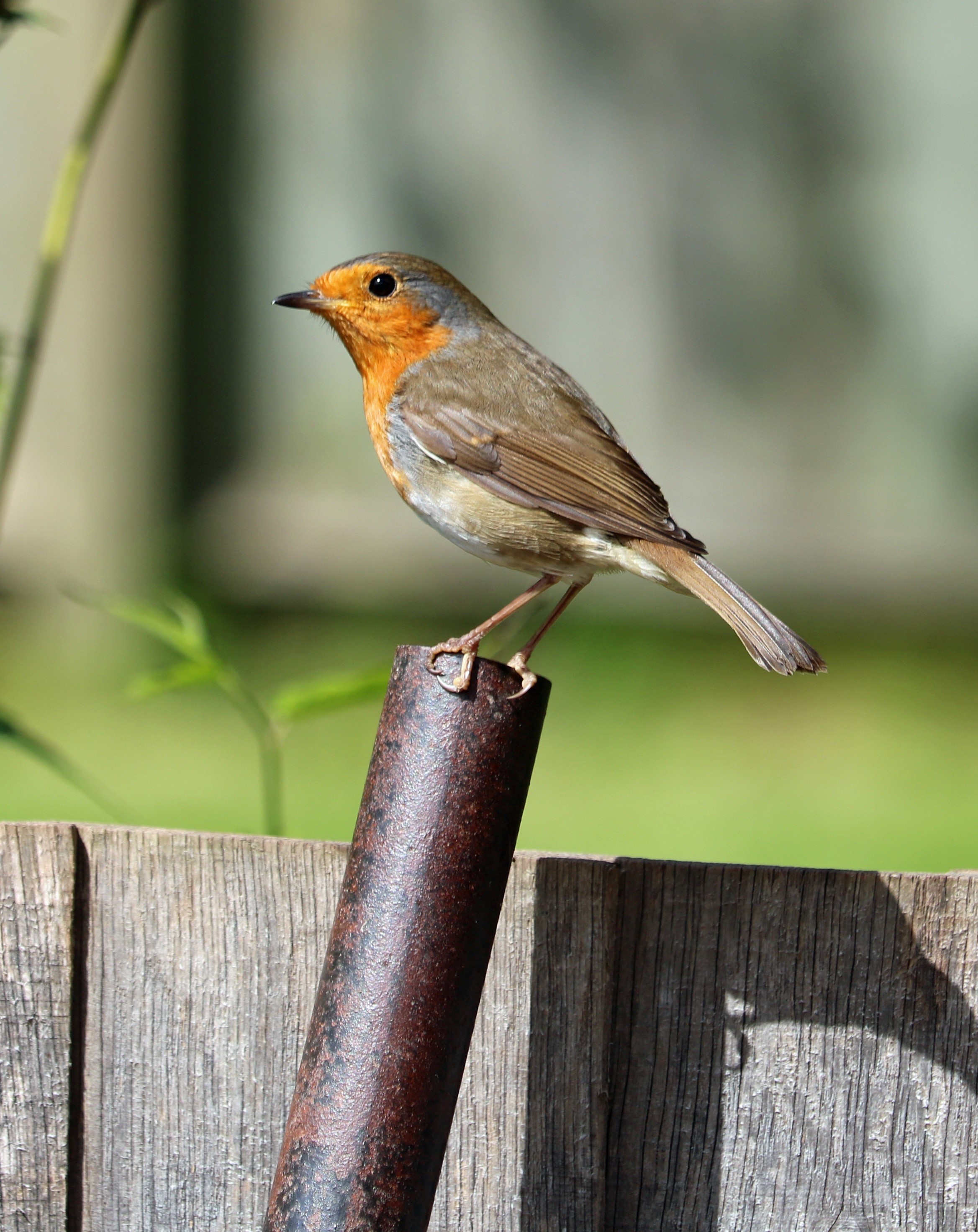 one animal, focus on foreground, close-up, perched, 2K, branch, animal, no people, wildlife, barrier, day, red, fence, animals in the wild, wooden post, Phone HD Wallpaper
