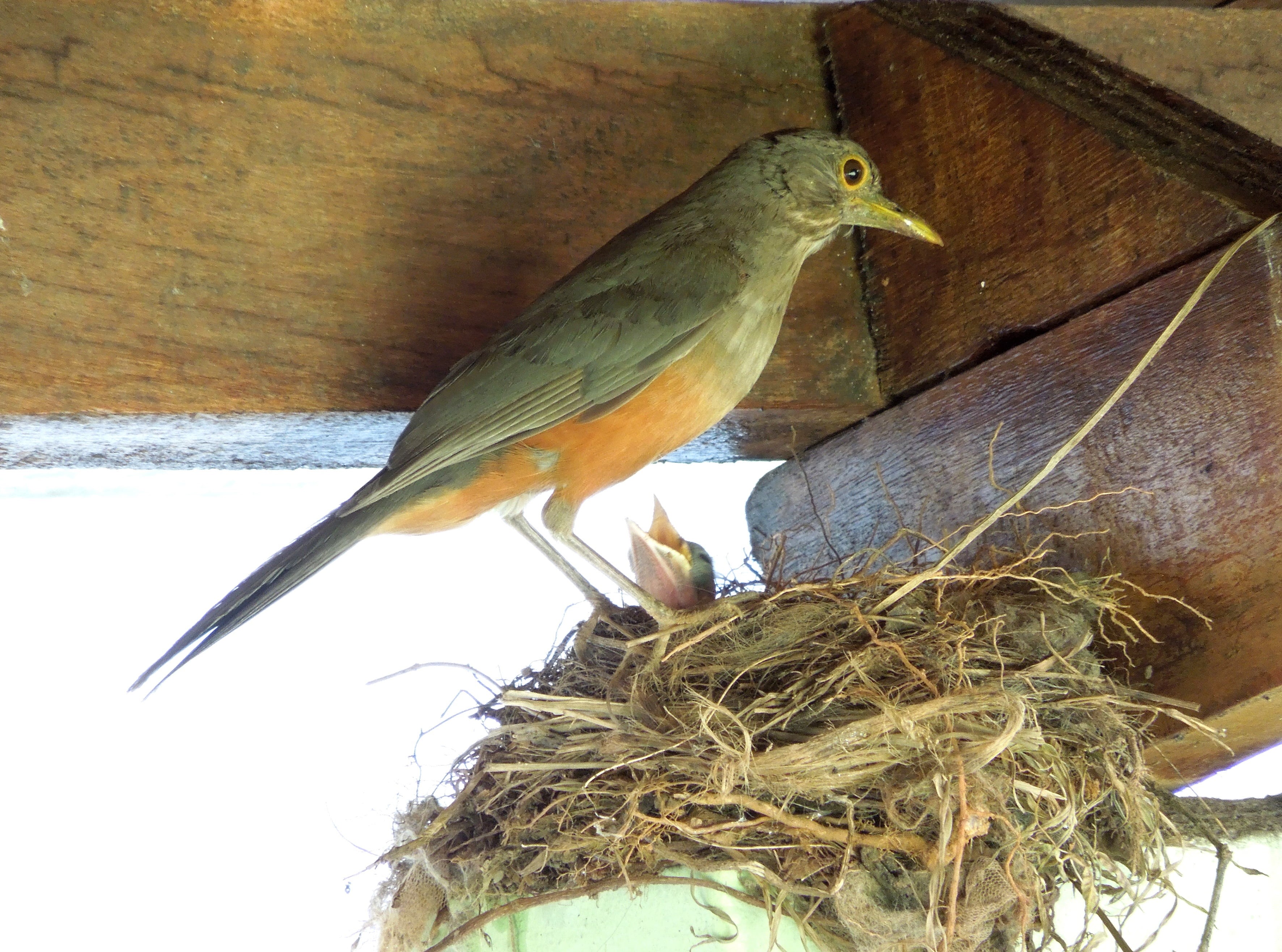 plant, animal wildlife, nest, birdie, nature, no people, animals in the wild, animal, 2K, animal themes, animal nest, robin, baby bird, perching, outdoors, HD Wallpaper
