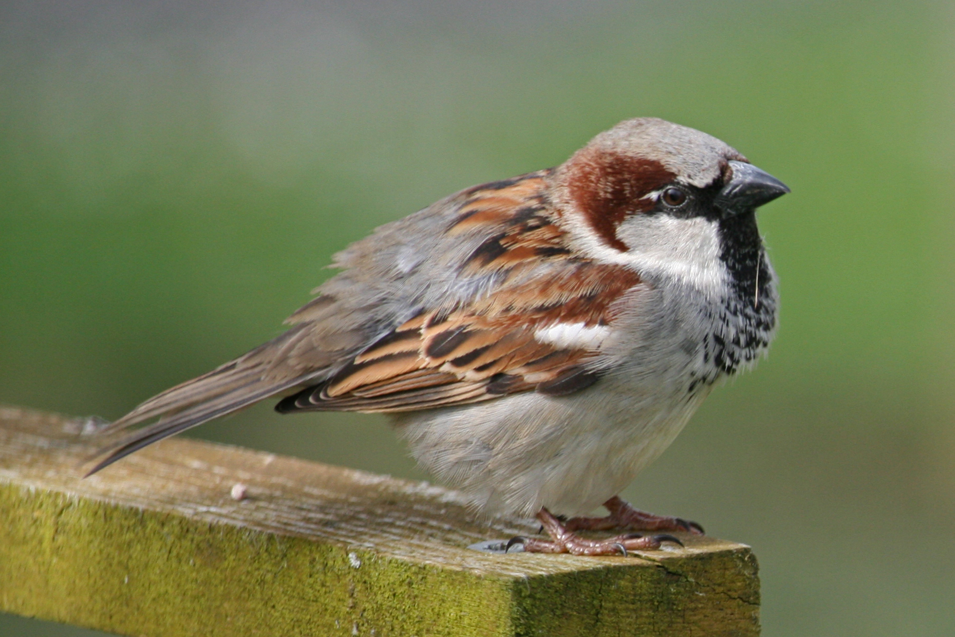 one animal, full length, side view, bird, nature, no people, sparrow, animal wildlife, animal, close, perching, focus on foreground, close-up, vertebrate, HD Wallpaper