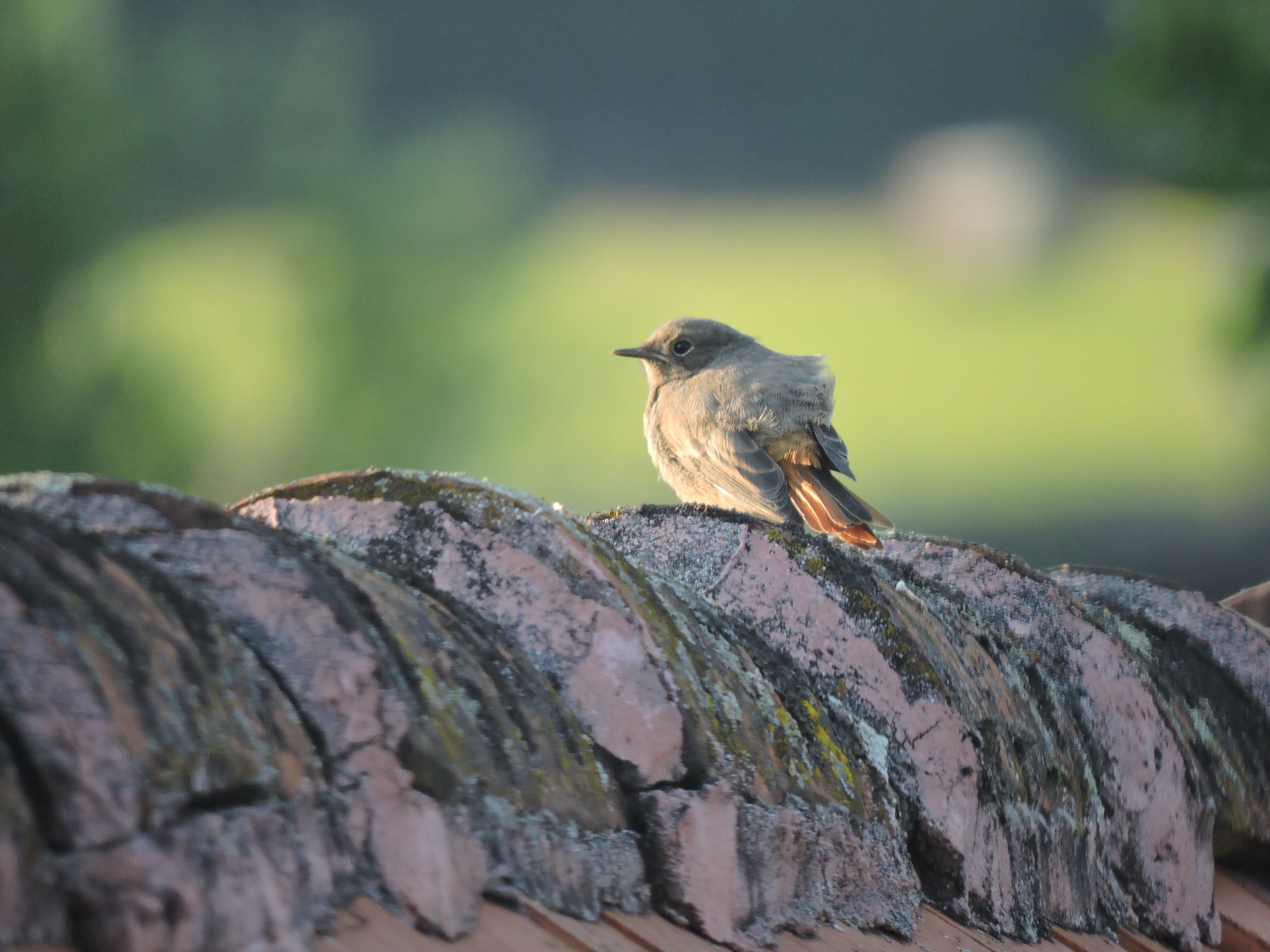 outdoors, close-up, plant, rock - object, focus on foreground, 4K, summer, village, bird, lichen, robin, animals in the wild, animal wildlife, no people, HD Wallpaper