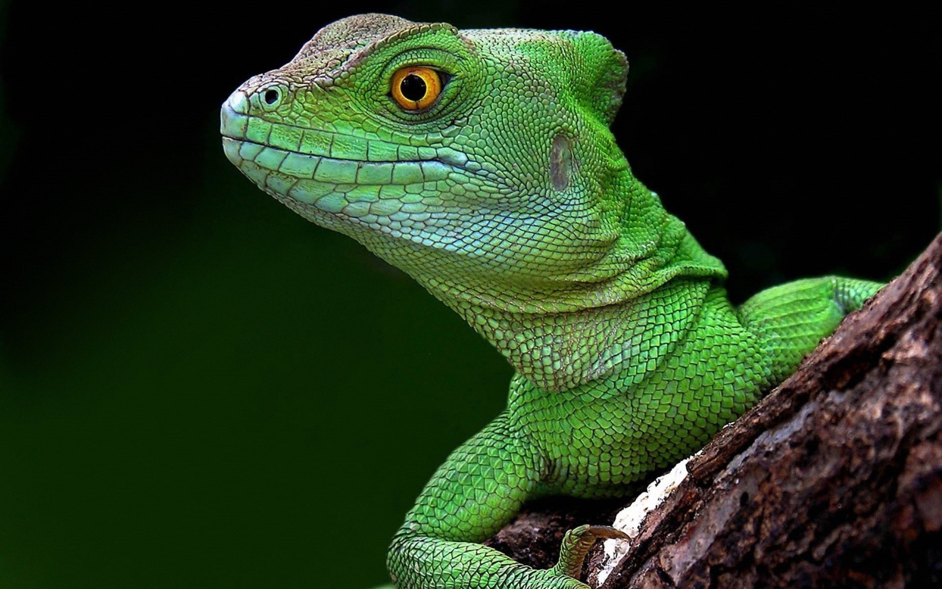 1080P, lizards, macro, HD Wallpaper
