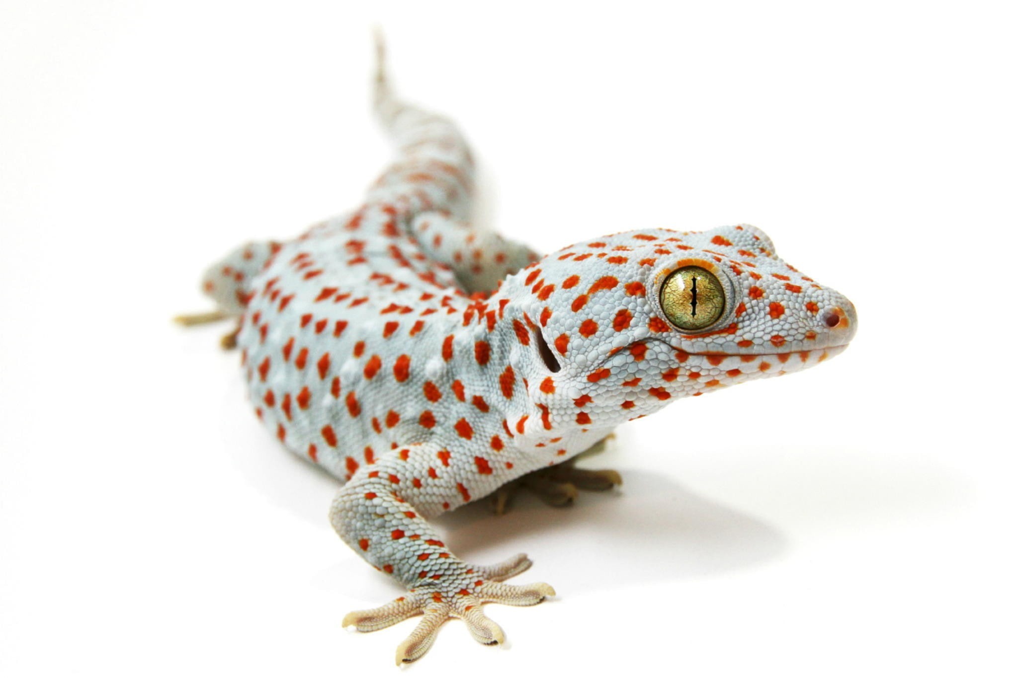 studio shot, indoors, reptiles, reptile, white background, animal themes, animals in the wild, no people, 1080P, animals, copy space, cut out, lizards, HD Wallpaper
