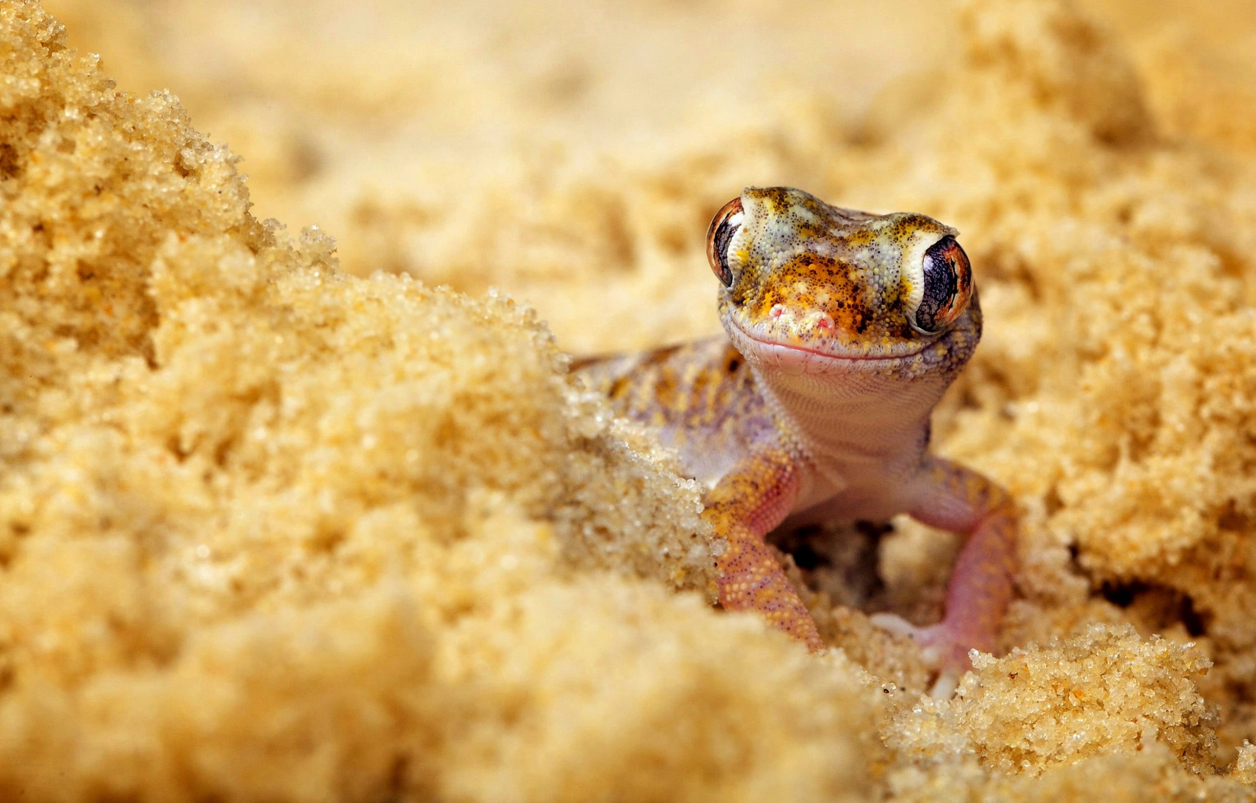 outdoors, undersea, sea, marine, sand, sea life, nature, vertebrate, cute, animal, close-up, underwater, one animal, green, animal wildlife, Animals, Lizard, HD Wallpaper