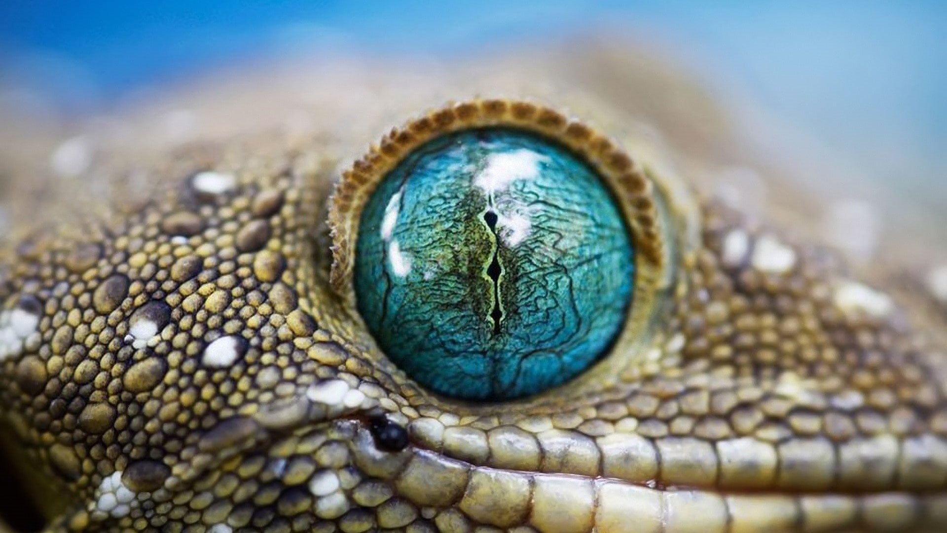 gecko, 1080P, eyes, animals, lizards, HD Wallpaper