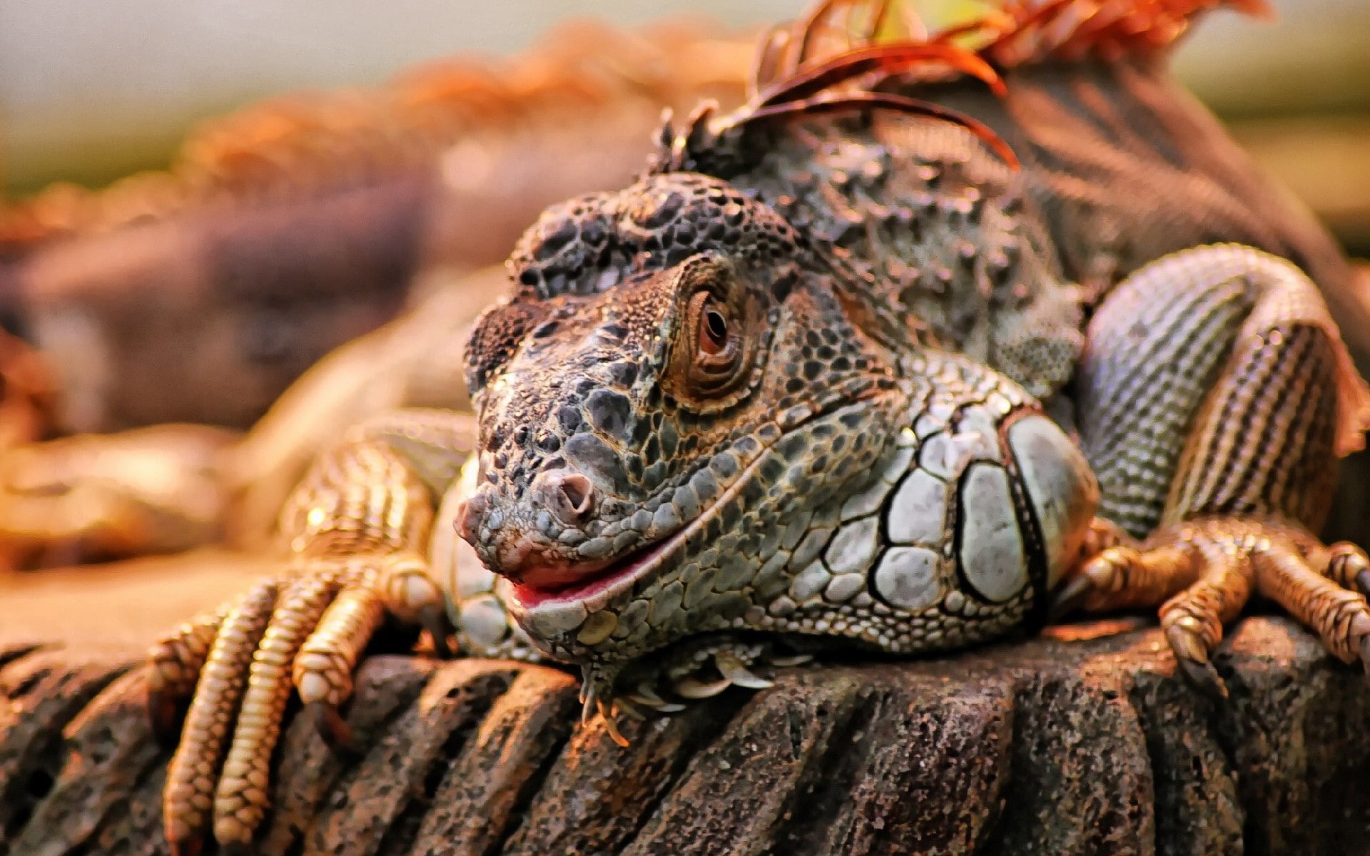 nature, reptile, outdoors, focus on foreground, tortoise shell, tortoise, iguana, selective focus, vertebrate, close-up, animal body part, animal wildlife, HD Wallpaper