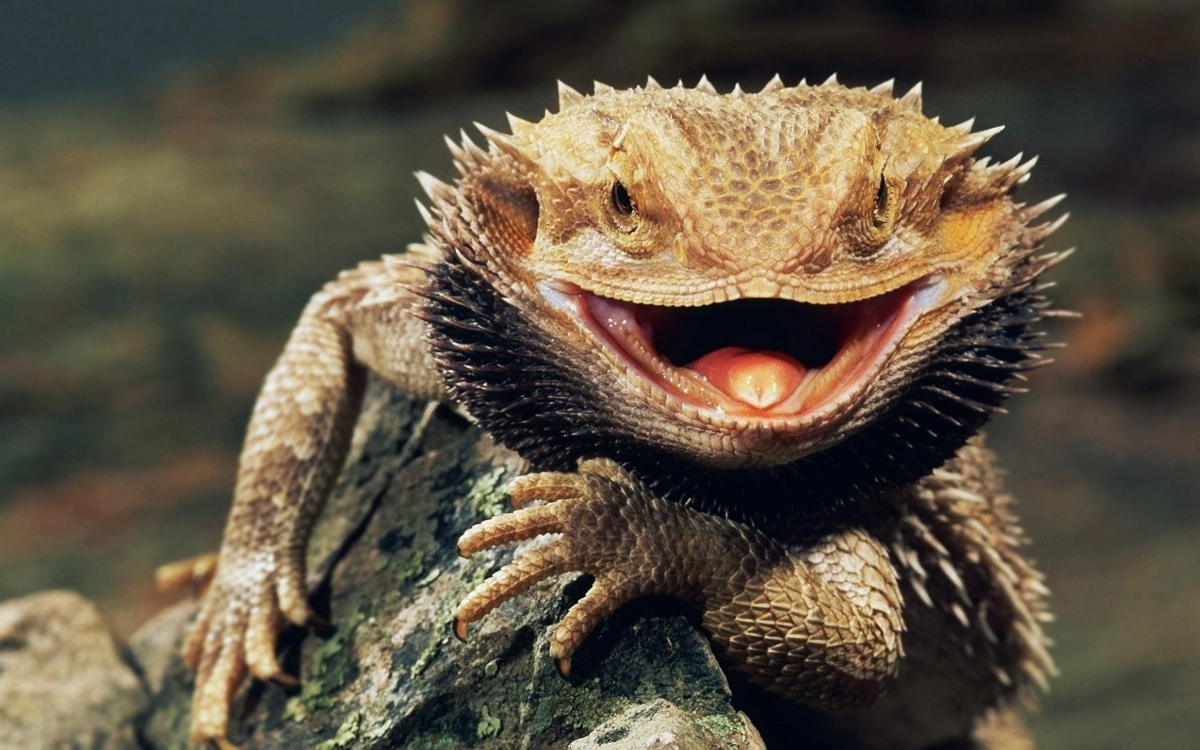 focus on foreground, one animal, outdoors, animal wildlife, mouth, animals, mouth open, animal mouth, no people, nature, close-up, lizard, day, animal head, HD Wallpaper