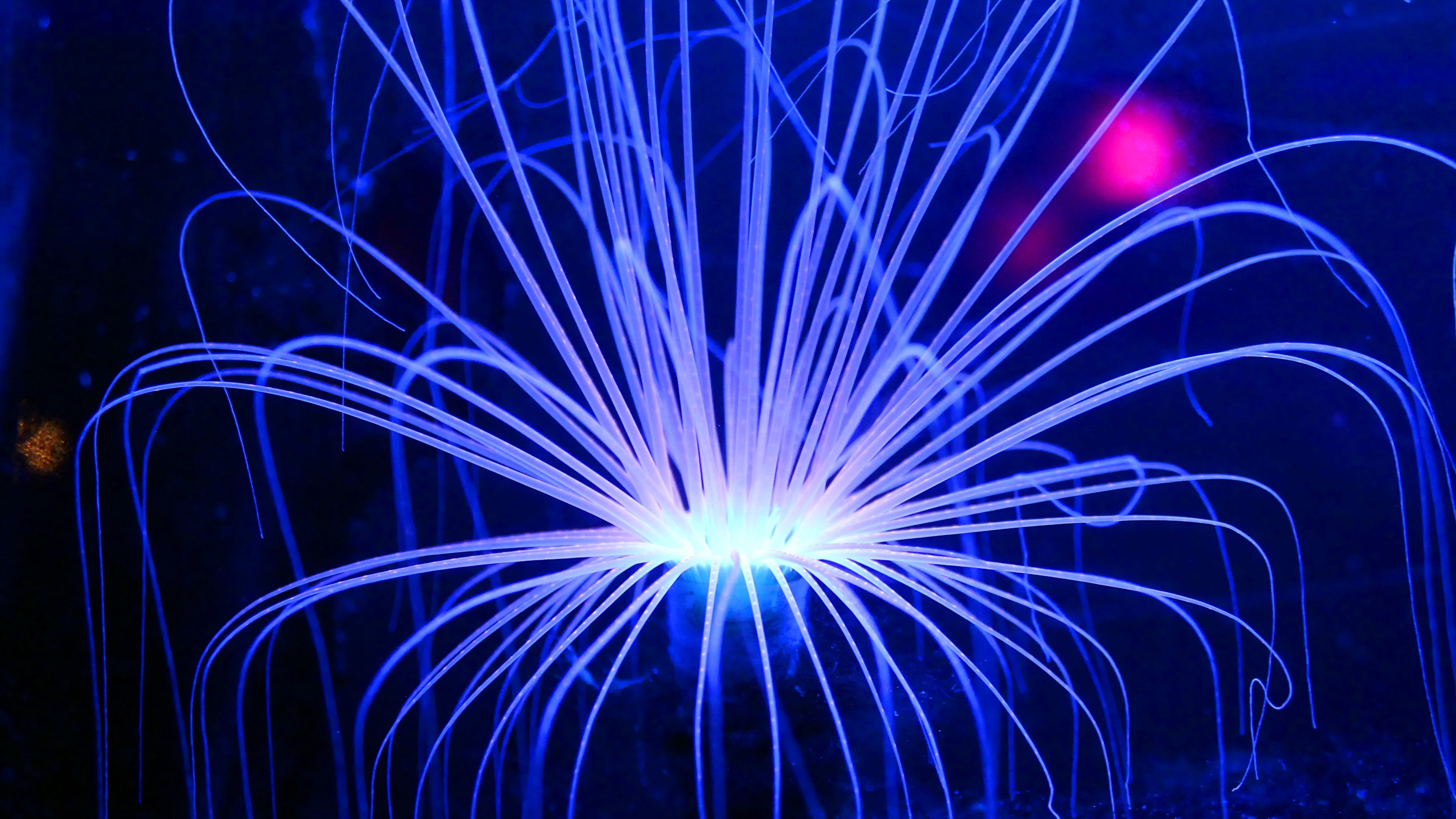 blurred motion, reef, anemone, night, illuminated, florida, background, biology, neon, marine, glowing, life, ocean, vivid, glows, blue, black, star - space, HD Wallpaper