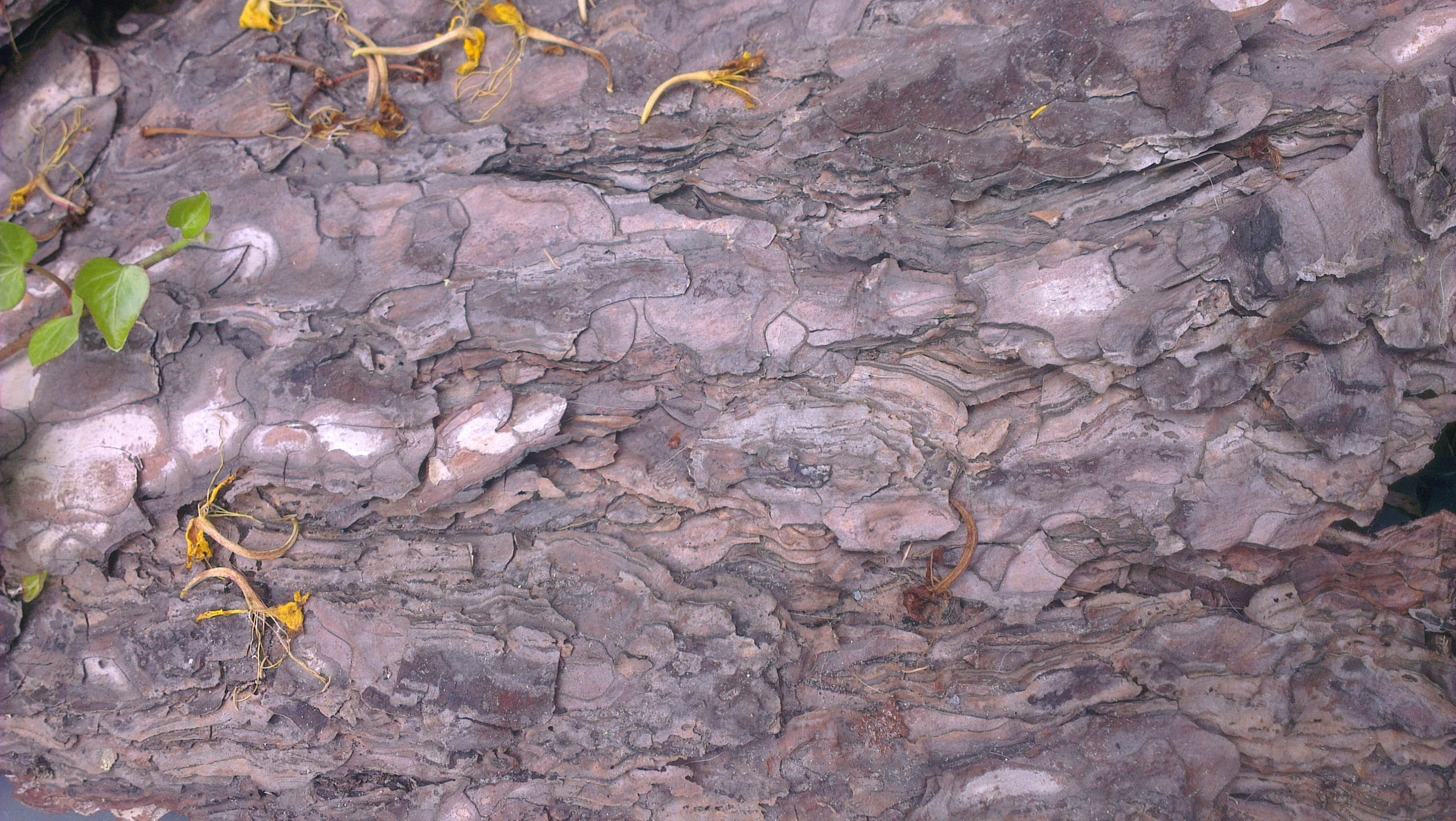pattern, stone - object, outdoors, backgrounds, no people, textured, extreme close-up, geology, gray, quartz, day, abstract, beauty in nature, growth, nature, HD Wallpaper