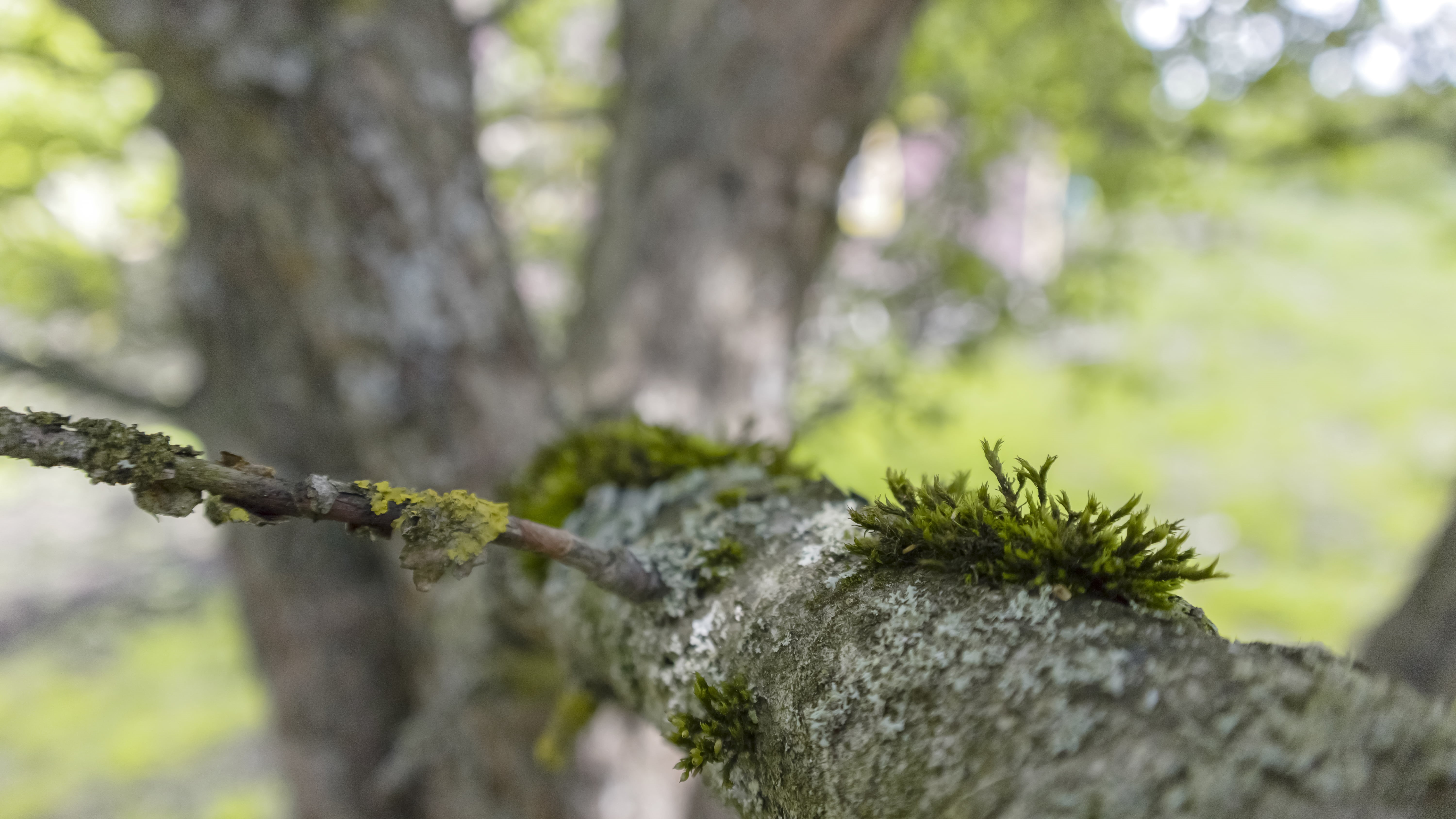 rock, bark, plant, day, moss, growth, nature, focus on foreground, selective focus, outdoors, close-up, beauty in nature, green color, forest, no people, HD Wallpaper
