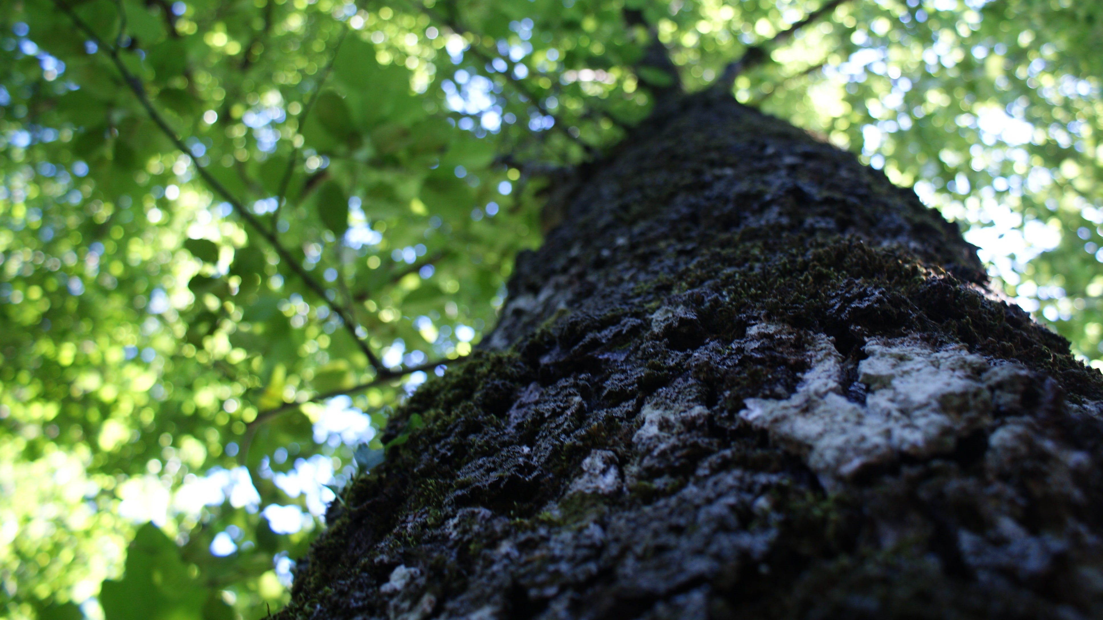 photography, bark, foliage, nature, trees, green, depth of field, landscape, 4K, tree bark, HD Wallpaper