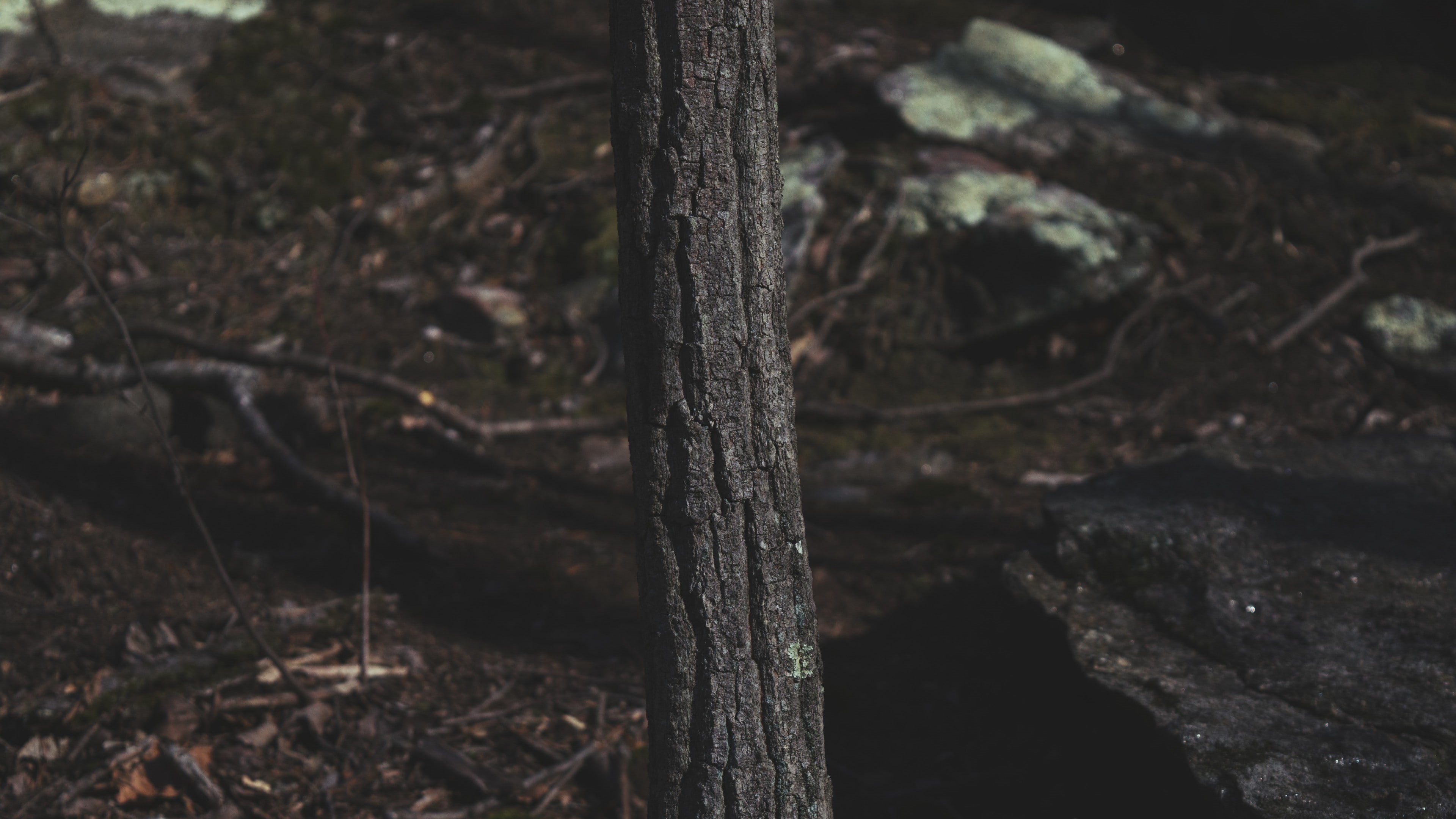 wood, nature, outdoors, tree bark, 4K, HD Wallpaper