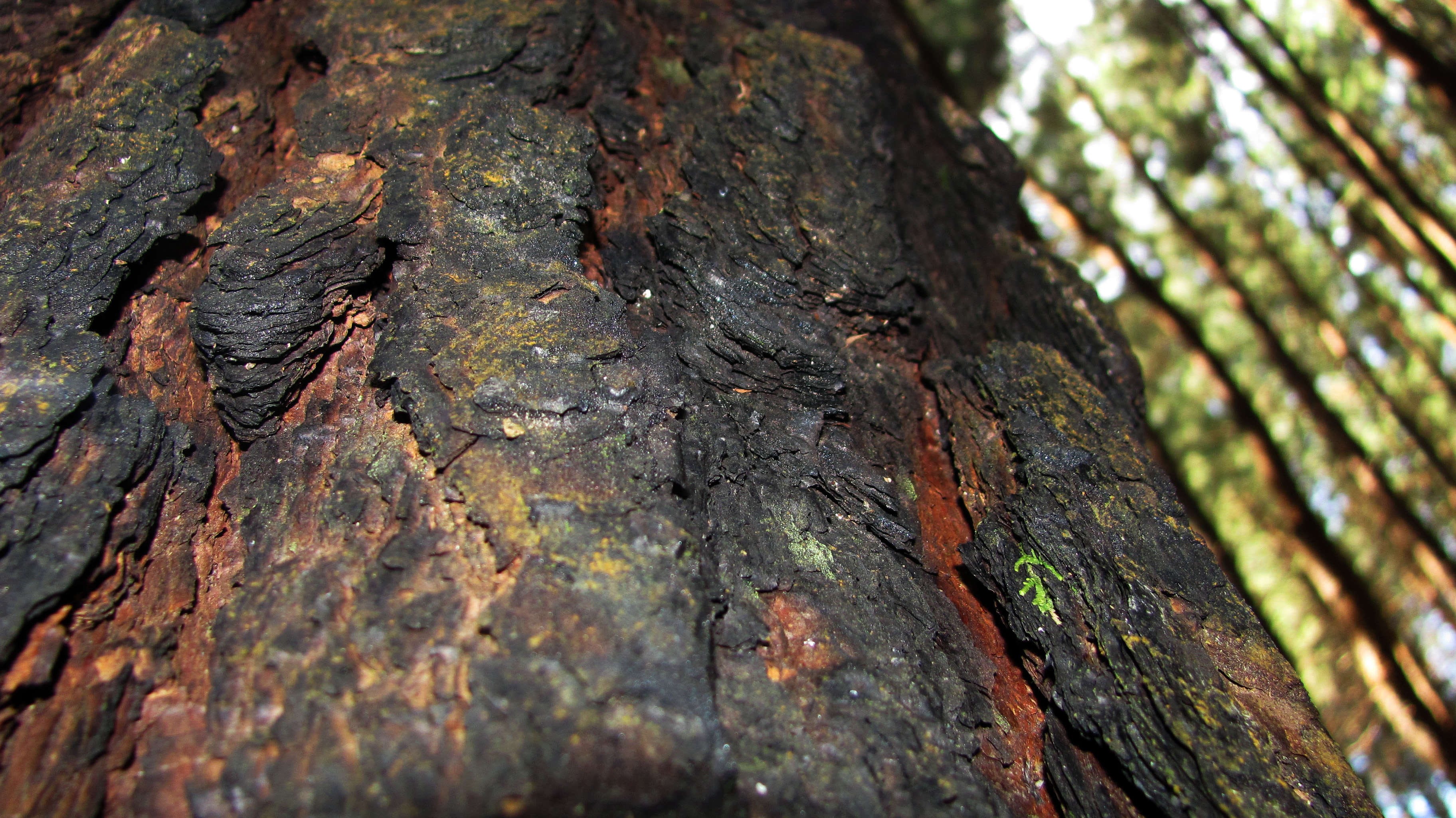 2K, macro, plants, trees, tree bark, leaves, nature, forest, HD Wallpaper